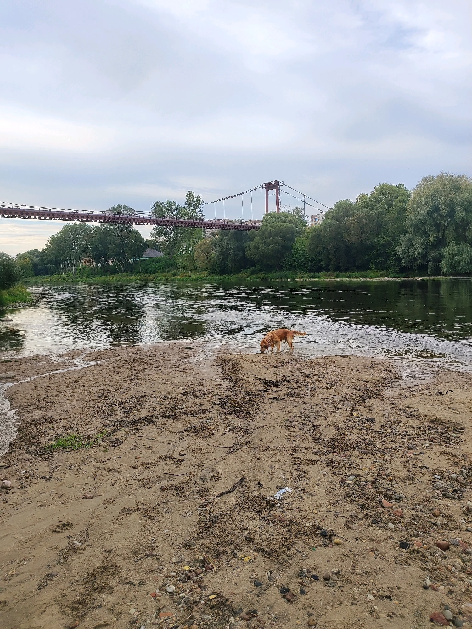 The image depicts a sandy riverbank with a golden-colored dog standing in shallow water at the edge of the river. The dog appears to be sniffing or drinking from the water. In the background, a long, red suspension bridge spans the river, with trees lining the opposite bank and a few buildings visible amongst the foliage. The sky is overcast. This scene is located in the city of Hrodna, Belarus, likely along the Neman River, which is crossed by several bridges, including suspension bridges.