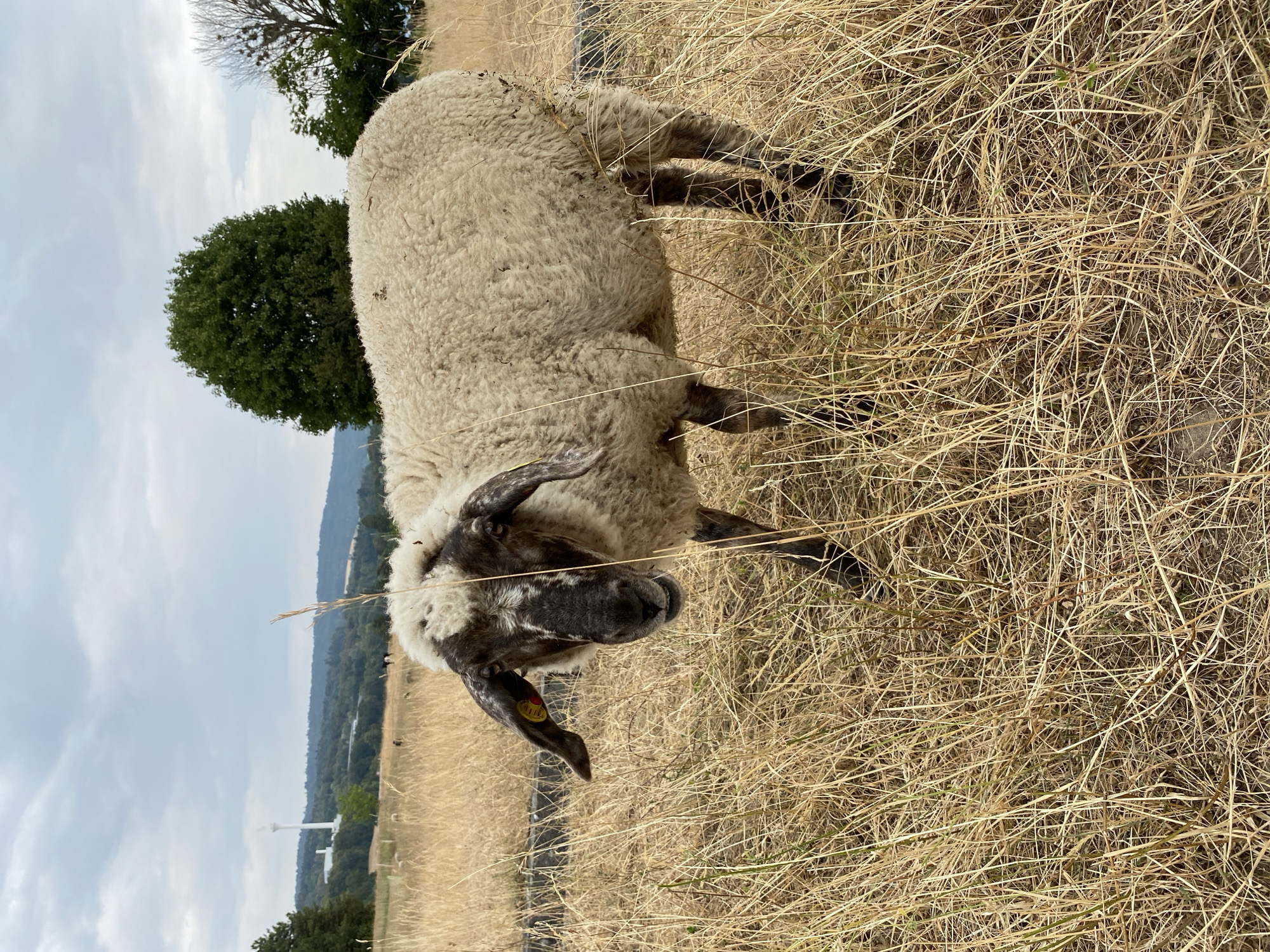 A medium shot captures a sheep standing in a dry, grassy field. The sheep is facing the camera, with its head slightly tilted and mouth open. Its wool is off-white and appears somewhat dirty. The sheep has black markings around its eyes and nose, and its ears are floppy. A yellow tag is visible on its left ear. The background consists of a landscape with rolling hills covered in trees and a tall, white structure on a distant hilltop. The sky is overcast. The field is filled with dry, yellow grass.