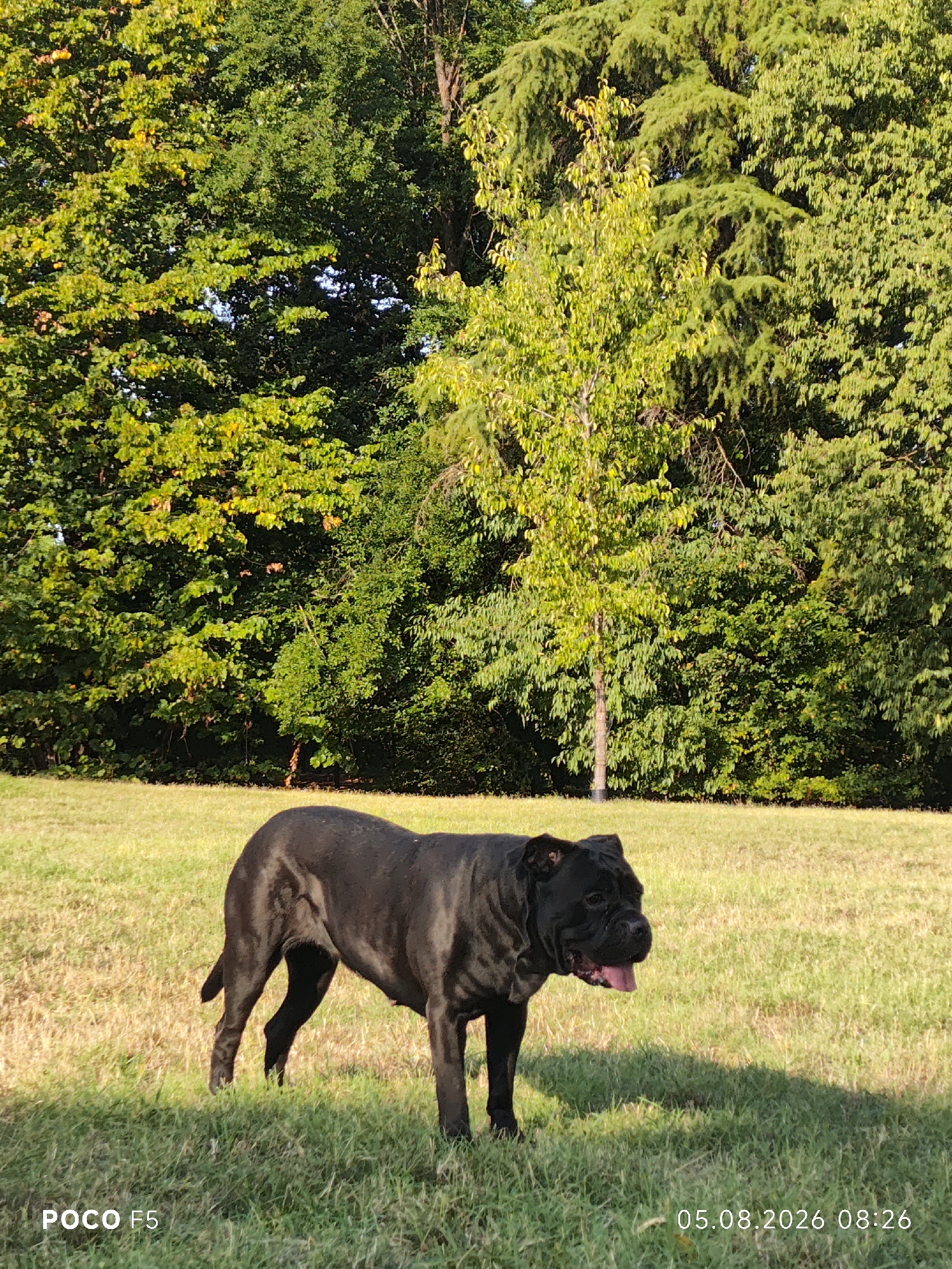 A black Mastiff dog is standing in a grassy field, with its tongue hanging out. The dog is facing to the right of the frame. Behind the dog is a dense line of trees, with lush green foliage. The sky is not visible. The foreground is filled with short, green grass, with some areas of dry, yellowed grass. A shadow of the dog is cast on the grass to its right. A watermark in the bottom left corner reads "POCO F5", and a date and time watermark in the bottom right corner reads "05.08.2026 08:26". The location is identified as being in the city of Collecchio, Italy.