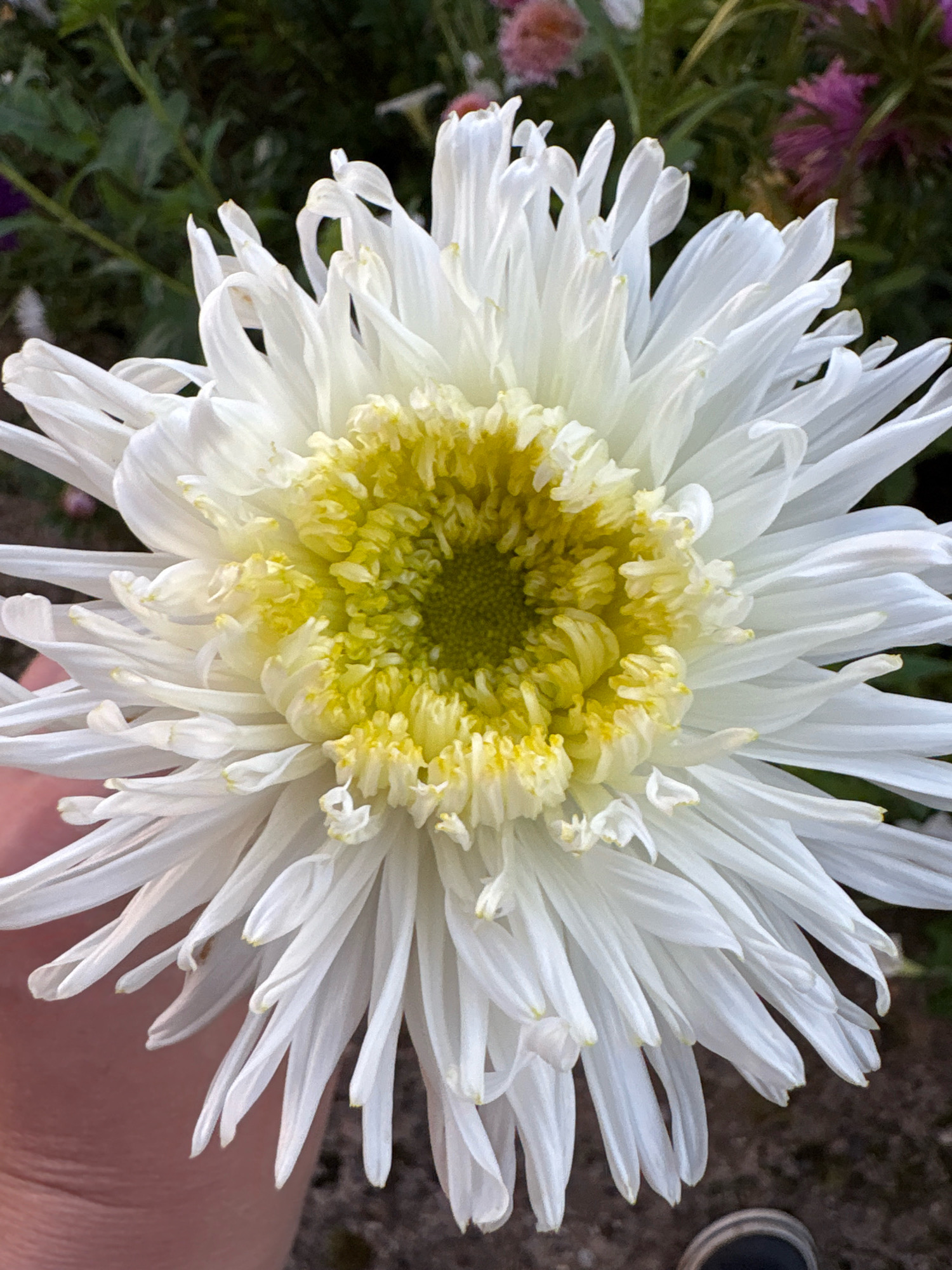 A close-up, high-angle shot captures a large, white chrysanthemum bloom with a vibrant yellow center. The flower's petals are numerous and appear delicate, with some curling inwards and others fanning outwards. The background is softly blurred, showing hints of green foliage and touches of pink and purple from other flowers, suggesting an outdoor garden setting. A human hand, partially visible on the lower left side, is gently holding the stem of the flower. The ground beneath the flower is a textured, earthy brown. The scene is not situated in the city of Murukino, Russia, as no contextual information about that location is present in the image.