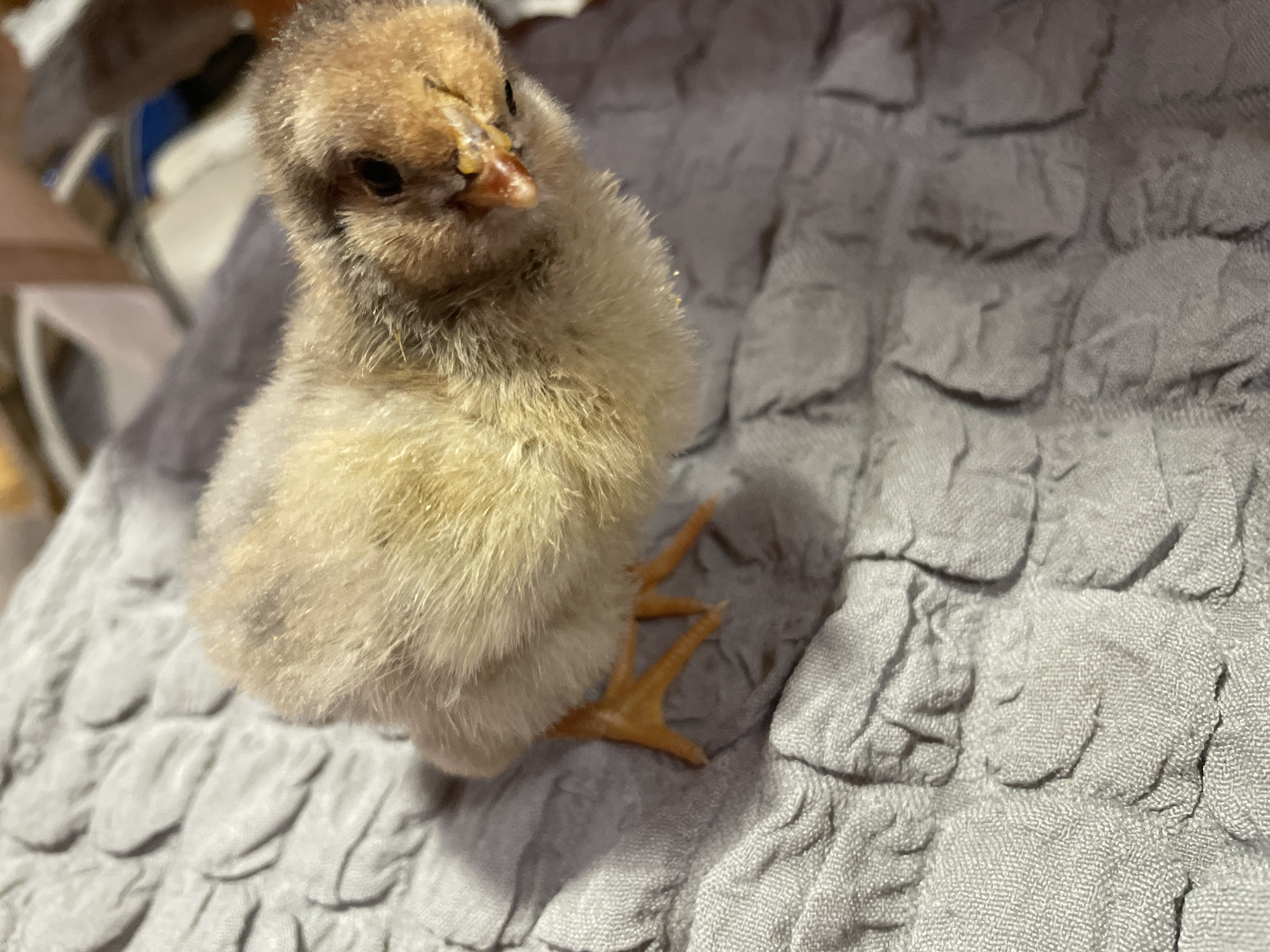 A fluffy, light-brown chick stands on a gray textured surface. The chick has orange feet and a reddish-brown beak. The background is blurred, but suggests an indoor setting. No location in Zlatograd, Bulgaria can be verified.