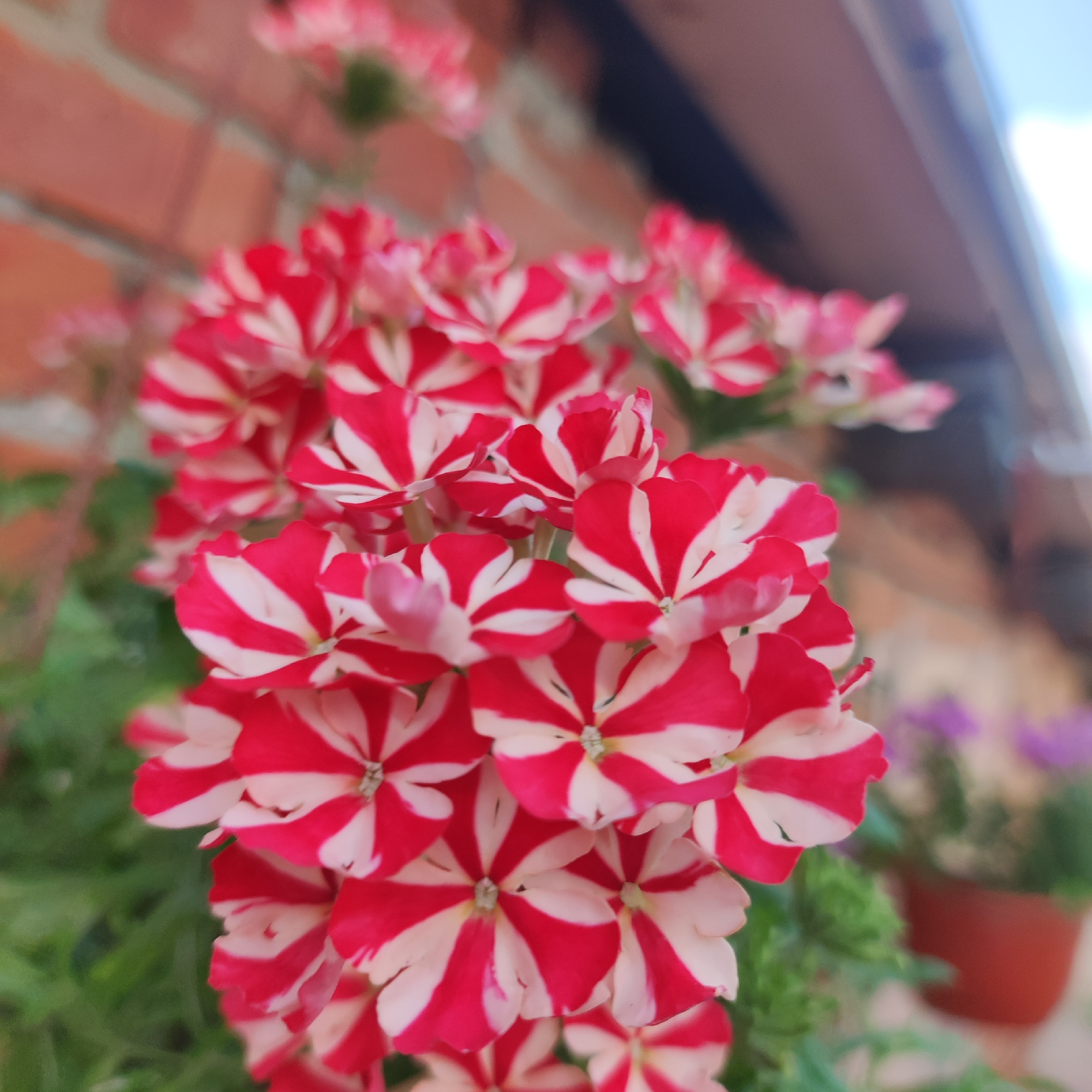 The image shows a cluster of red and white striped flowers in the foreground, with a brick wall and a blurred background of greenery and a brown pot. The flowers are the primary subject, with their petals displaying a distinct alternating pattern of red and white. The lighting suggests it is daytime, with natural light illuminating the scene. The context of Navoloki, Russia, implies this is likely an outdoor setting, possibly a garden or balcony, given the presence of the brick wall and flower pot. No people or actions are depicted.