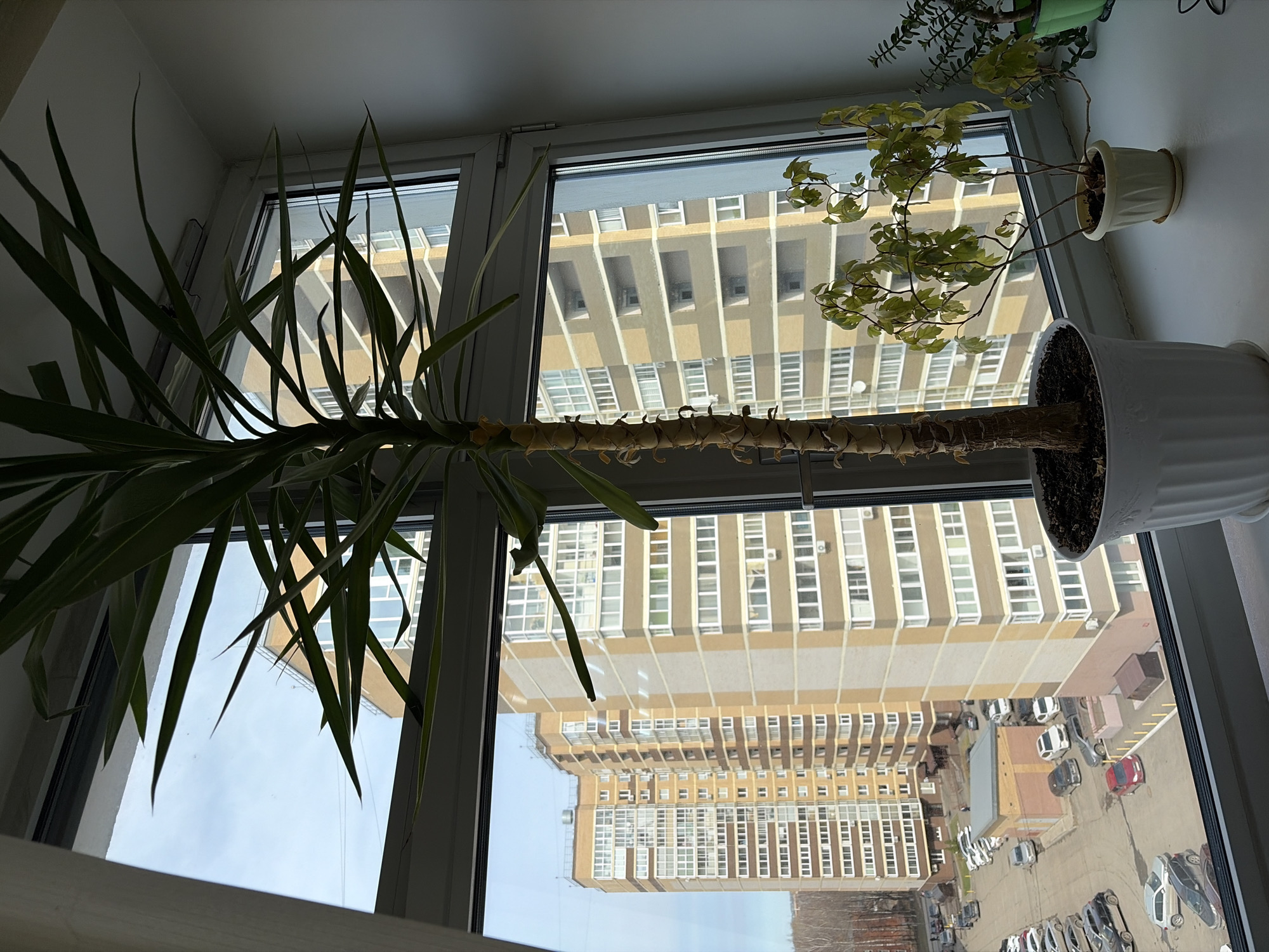 The image depicts a view from an apartment window. Inside, two potted plants sit on the windowsill: a yucca plant and a variegated ivy. Outside the window is a large apartment building with a light brown facade and white-framed windows. Below the building is a parking lot filled with cars. Based on the architectural style and vehicle models, the scene is likely located in Izhevsk, Russia.