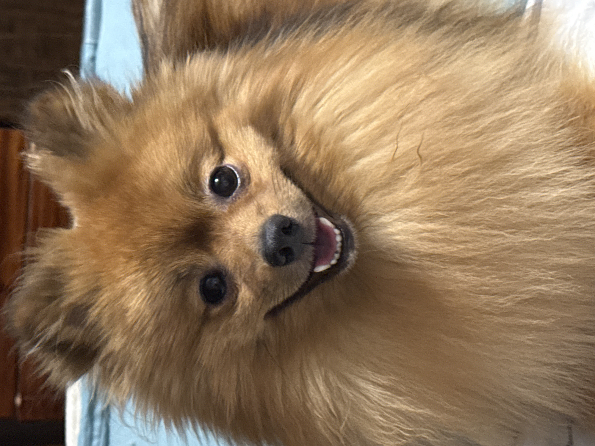 A close-up, slightly tilted portrait features a small, fluffy dog, likely a Pomeranian, with rich orange-brown fur. The dog's head fills most of the frame, angled towards the viewer with an open-mouthed, cheerful expression, revealing small white teeth and a pink tongue. Its dark, round eyes are bright and engaging, looking directly into the camera. The dog has a prominent black nose.
The background is softly blurred. To the left, a dark brown, out-of-focus area suggests wooden furniture or a similar object. To the right and upper portion of the image, a light blue, indistinct area could be a piece of fabric or a wall. The lighting appears soft and even, highlighting the texture and volume of the dog's thick fur. The overall scene suggests an indoor setting. The dog appears happy and playful, actively engaging with what is in front of it. There is no visible text in the image. The location context for the image is Khimki, Russia.