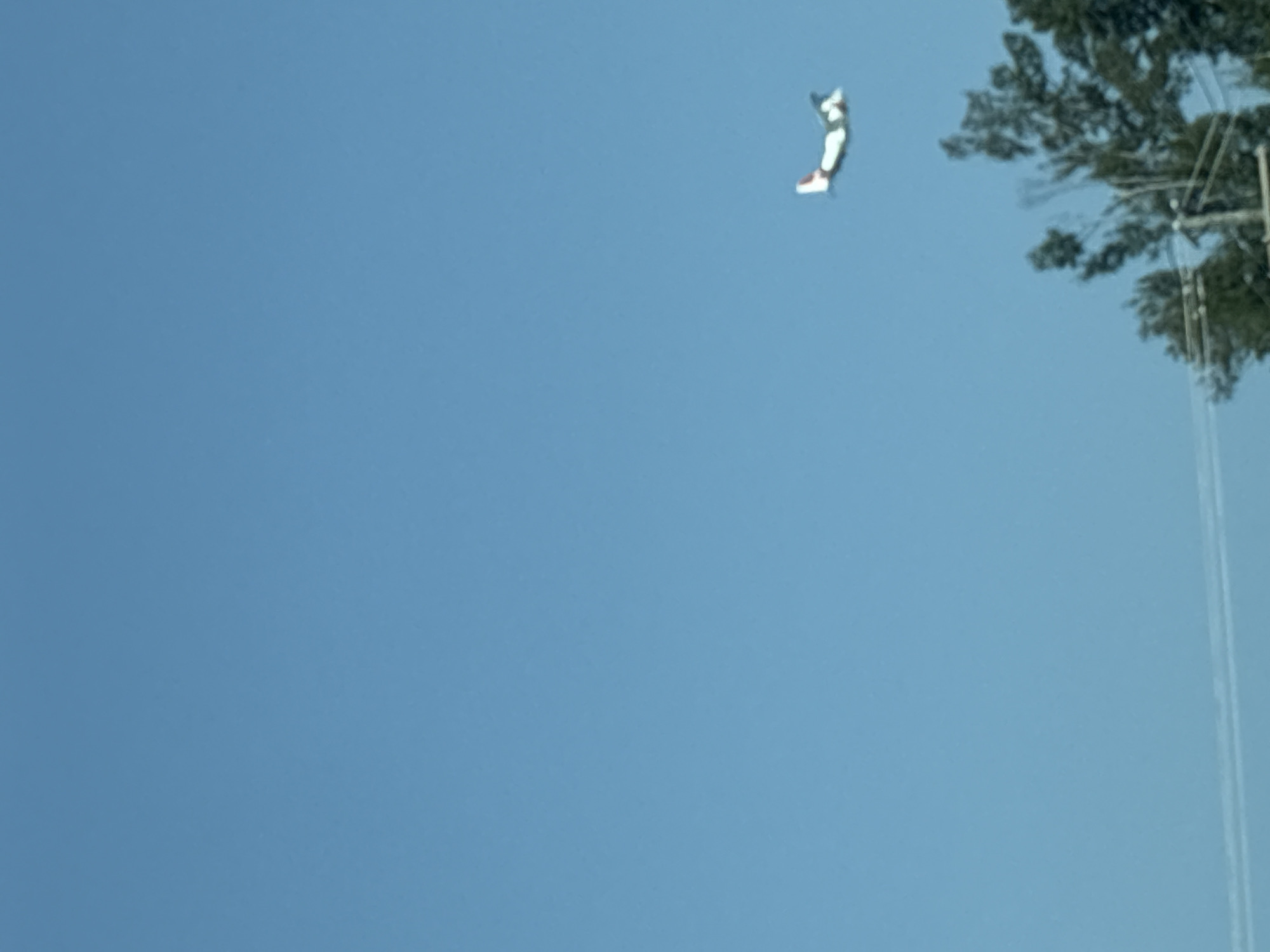 A small, white and red aircraft is visible in the clear blue sky, flying at a distance. The plane is positioned in the upper right quadrant of the image. In the lower part of the frame, the tops of several trees are visible, some with their branches silhouetted against the sky. Power lines and a utility pole are also present, adding to the scene's terrestrial context. The overall setting appears to be outdoors, under a bright sky.