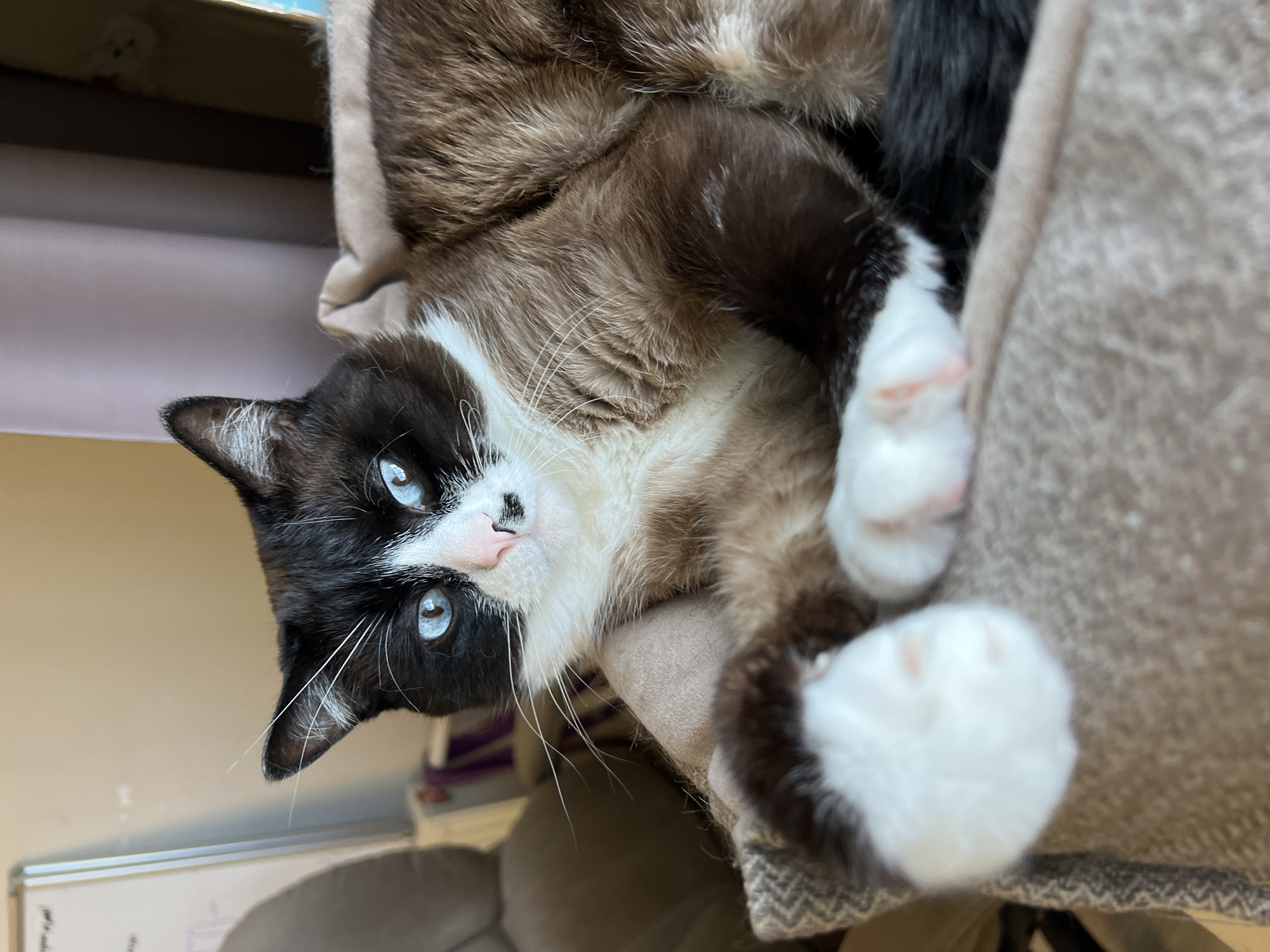 A striking bicolor Snowshoe cat is captured in a close-up, indoor setting in Noviy, Russia. The cat is lying comfortably on its back or side, gazing directly at the viewer with bright, inquisitive blue eyes. Its face features a distinctive black mask, white muzzle, and a delicate pink nose, framed by long white whiskers.
The cat's fur displays a beautiful contrast, with dark brown or black markings on its head and parts of its body, transitioning into lighter cream and white fur on its chest and belly. Its paws are pure white, revealing soft pink toe beans, characteristic of the Snowshoe breed. The cat appears relaxed and content, with its body partially curled and paws gently extended.
It rests on a soft, light beige or tan cat bed or blanket, which has a subtle textured pattern, possibly a herringbone weave, visible along its edge. The background is softly blurred but suggests a domestic environment, with hints of a light-colored wall and what might be a piece of furniture or a whiteboard in the distance. The lighting indicates it is daytime. No discernible text is visible in the image.