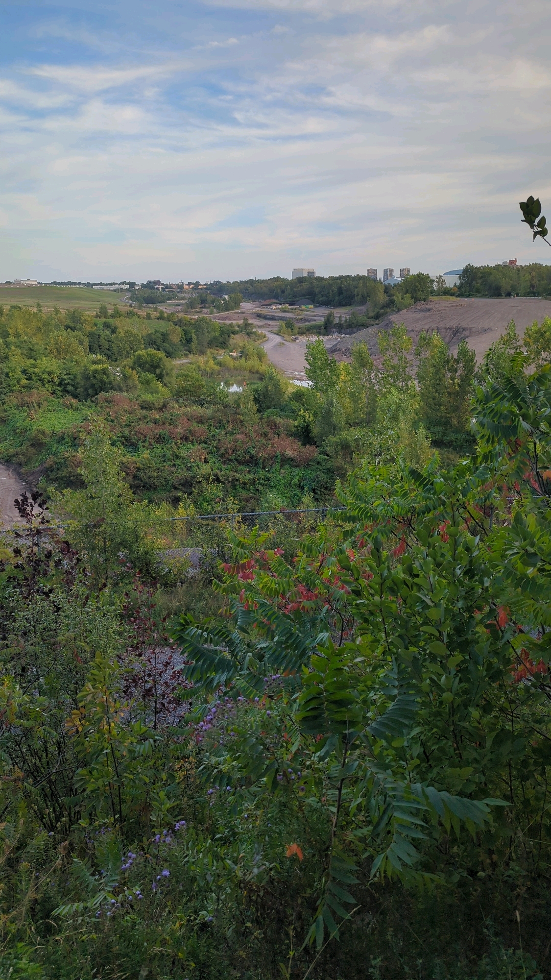 This is a medium-shot, vertical, outdoor photograph taken from an elevated vantage point overlooking a landscape that appears to be undergoing development or reclamation. The foreground is dominated by dense green foliage, with some splashes of red and purple from flowers and berries. A chain-link fence is visible in the middle ground, separating the dense vegetation from a more open, disturbed area.
The middle ground features a winding dirt road or path leading through a landscape with scattered trees and shrubs, some of which show signs of browning or autumn colors. There are also areas of exposed earth and gravel. In the distance, a body of water, possibly a pond or small lake, can be seen. Beyond this, the landscape opens up to a more urban or suburban setting.
The background displays a line of trees forming a treeline, behind which several multi-story buildings are visible. These buildings appear to be modern structures, possibly residential or commercial. The sky above is partly cloudy, with soft, diffused light suggesting it is either early morning or late afternoon.
The scene depicts a transitional landscape, likely on the outskirts of a city, where natural growth is intermingling with signs of human activity and infrastructure. Given the context of Montreal, Canada, this could be a former quarry, industrial site, or parkland undergoing changes, characteristic of areas like the Île-des-Sœurs or other developing zones within the city. There are no people or animals visible in the image.