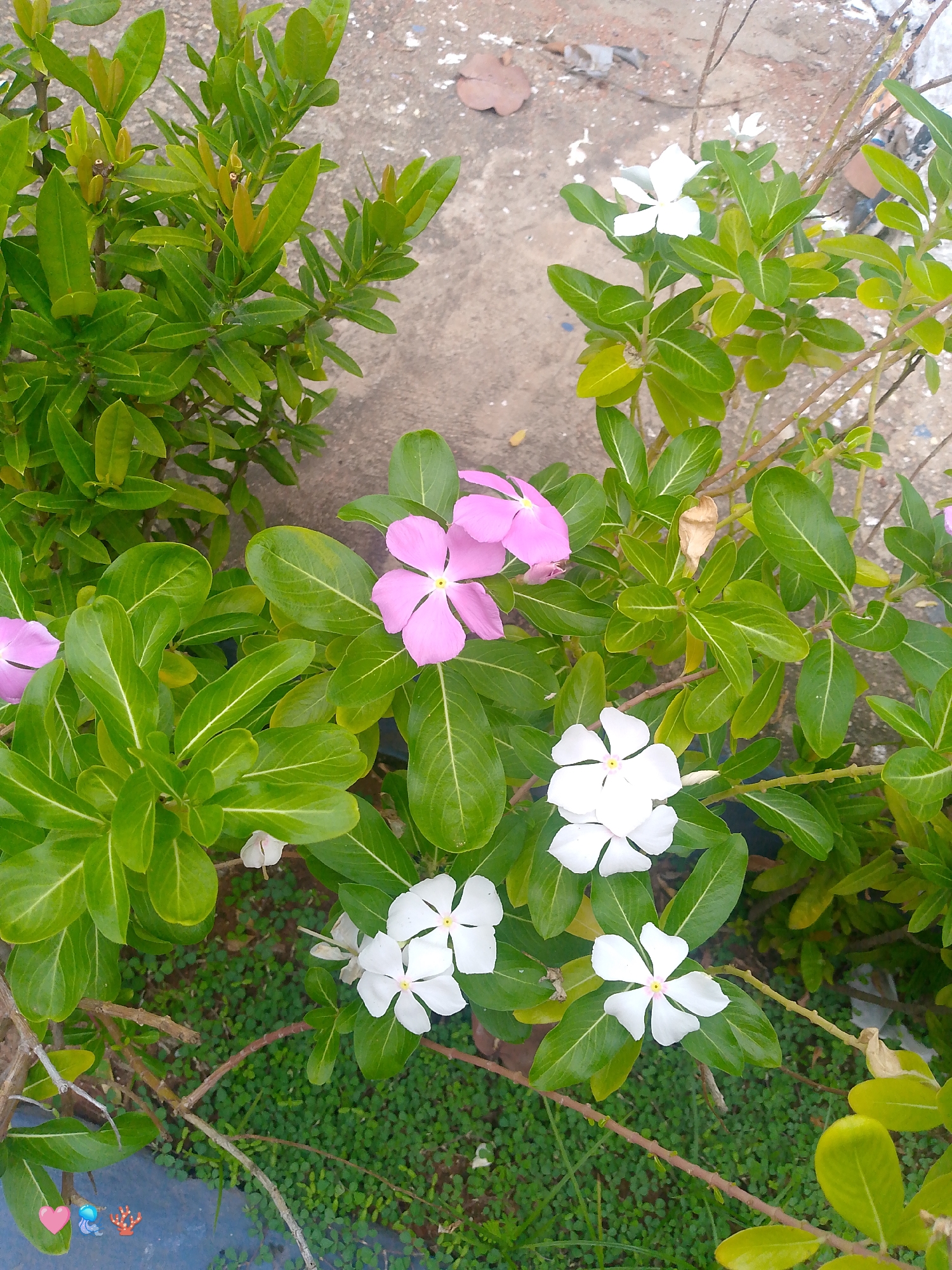 In Playa El Agua, Venezuela, a close-up, high-angle shot captures a cluster of pink and white flowers with green leaves. The flowers, likely periwinkles, are in various stages of bloom, with five petals each. The foliage is lush and vibrant, creating a rich green backdrop. The flowers are set against a rough, textured surface, possibly concrete or pavement, with some scattered debris. The overall scene is natural and serene, with the flowers appearing to be in a garden or a natural setting.