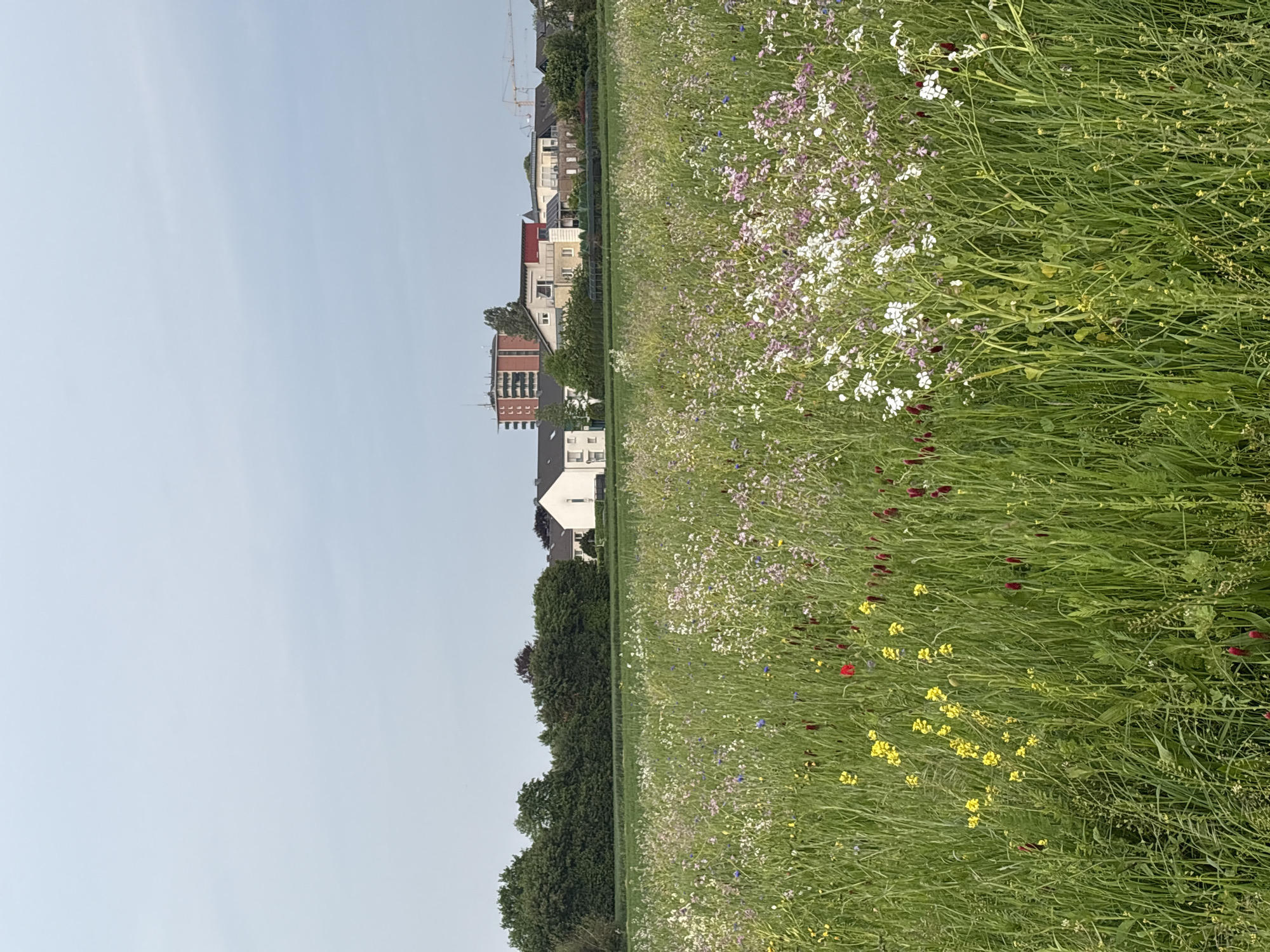 A landscape photograph depicts a field of wildflowers and grasses, with residential buildings in the background, taken near or within Mönchengladbach, Germany. The photograph is vertically oriented. The sky is light blue and occupies the left side of the image. The lower portion is densely covered with tall grasses interspersed with colorful wildflowers, including white, purple, red, and yellow varieties. Adjacent to the field is a row of tall green trees, with the tops of some trees visible in the lower center. Behind the trees, the rear portion of houses are visible, including structures with white, beige, and red-brown roofing. In the upper part of the background, a construction crane stands in the distance. The image is an outdoor shot taken during daylight hours.