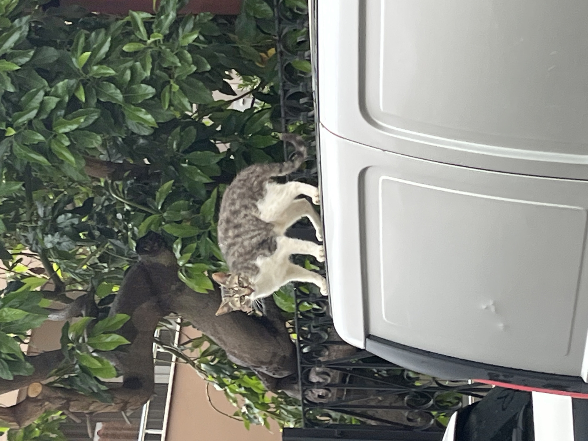 A cat clings to the side of a white van in an outdoor setting. The cat is gray and white and is positioned on the right side of the image, near the van. A tree with green leaves is visible on the left side of the image. A metal fence with intricate designs runs along the bottom and partially obscures the view. The image appears to be taken at an angle, and the background includes glimpses of buildings. While not explicitly stated, the location is believed to be in Alanya, Turkey.