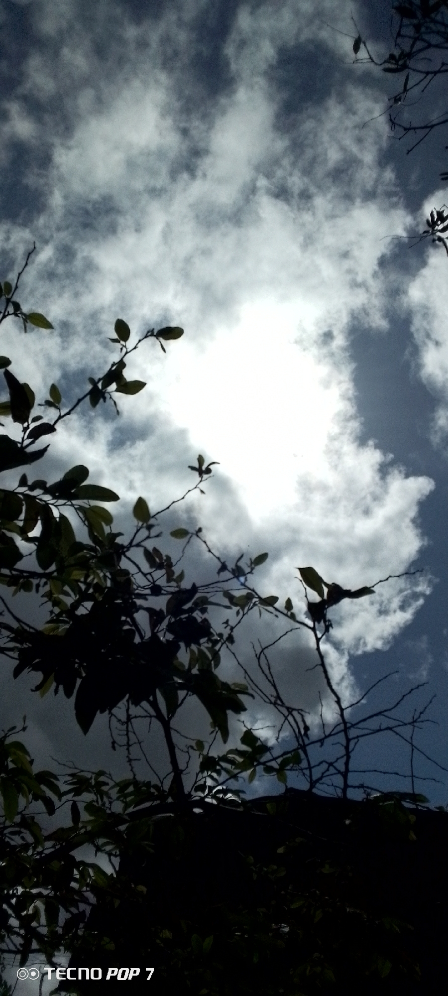 The image is a low-angle shot of the sky, taken from within a heavily wooded area, likely a park or natural reserve. The sun is prominently visible, a bright, blown-out white circle in the center of the frame, partially obscured by clouds. The clouds are white and fluffy, with some darker, more ominous grey clouds towards the edges of the frame. Silhouetted against the sky are the branches and leaves of several trees. The foliage is dark green, with some leaves appearing to be in focus while others are blurred, suggesting movement or depth of field. The bottom of the image is almost entirely black, indicating the viewer is looking up from the ground level, and the lower parts of the trees are obscured by shadow. The overall impression is of a bright, slightly overcast day in a natural setting. The image also contains a watermark in the bottom left corner that reads "TECNO POP 7". This photograph is likely taken in Altagracia, Venezuela, given the context provided.