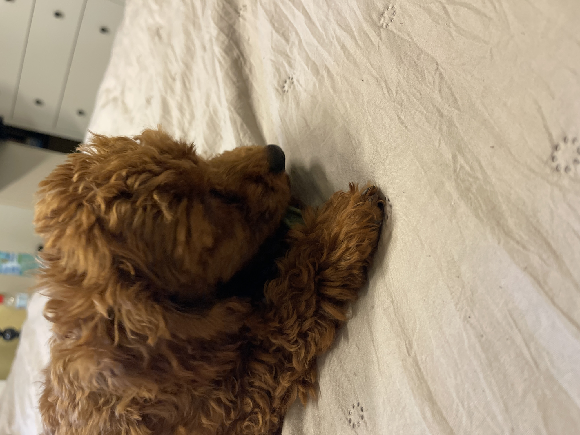 A medium-sized, curly-haired, reddish-brown dog is lying on a light-colored, possibly white or beige, textured bedspread. The dog is oriented diagonally, with its head and nose pointed towards the upper right corner of the frame. One of its paws rests on the bedspread. The bed is situated near a wall with white cabinets or drawers in the background. The scene is likely indoors. There is no indication of the location being in the city of Sofia, Bulgaria.