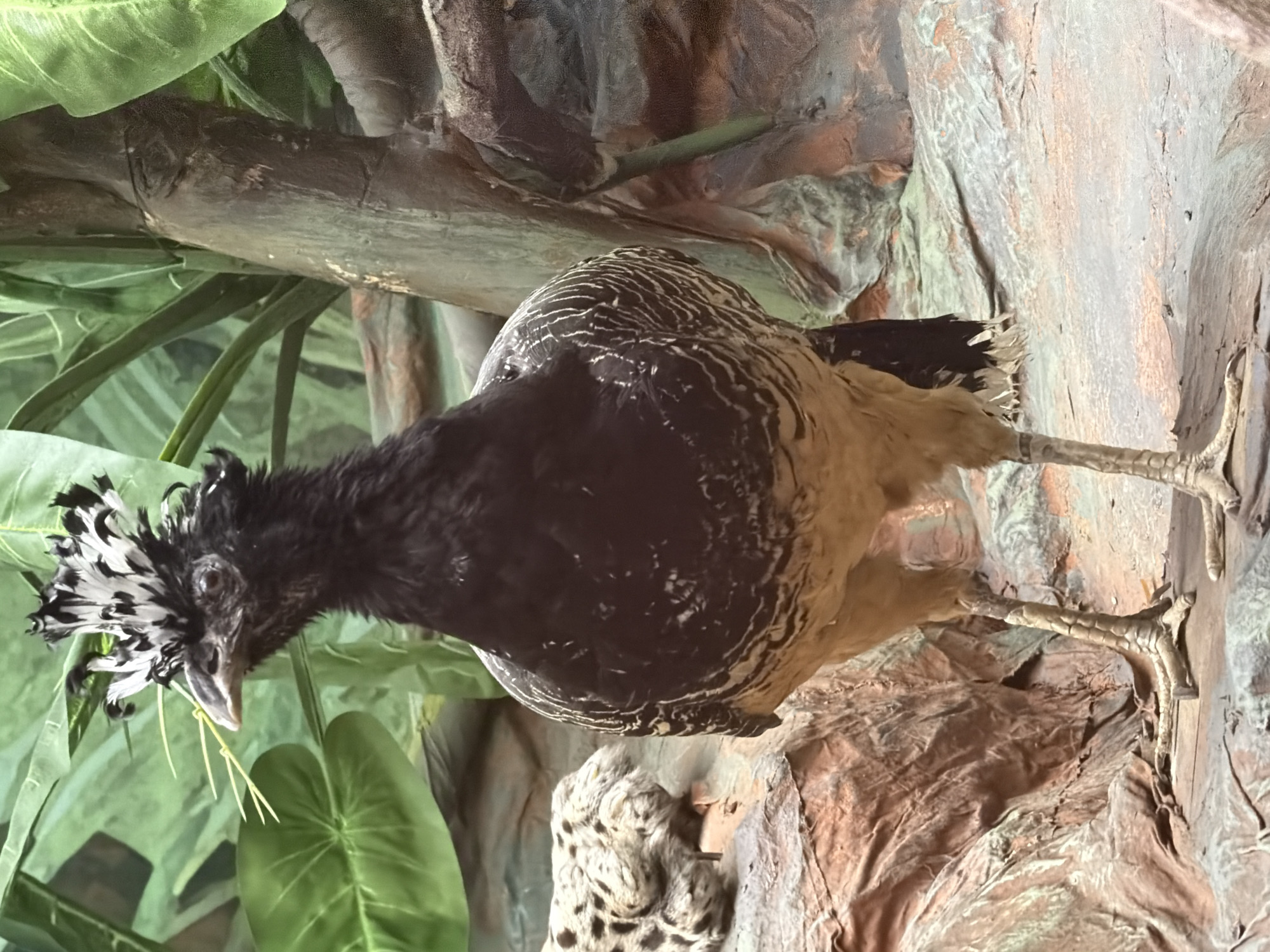A Northern Helmeted Curassow stands on a rocky surface in front of lush green foliage and a tree trunk. The bird is predominantly black with a tan breast and white markings on its wings. It has a distinctive crest of black and white feathers on its head. To the left of the Curassow, partially visible, is a smaller bird with white and black spotted plumage. The background features a textured, earthy environment with rocky outcrops and large green leaves. The scene appears to be an exhibit in a zoo or natural history museum, likely designed to mimic a tropical habitat.