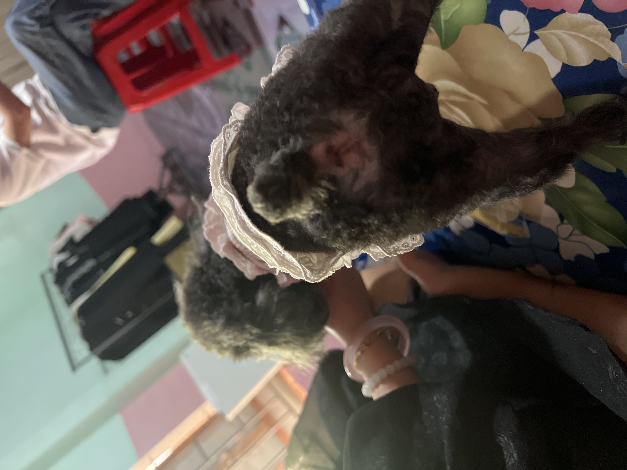 The image captures a tilted, close-up view of a domestic scene, likely in a bedroom. A person, positioned on the right side of the frame, is partially visible wearing a black garment and distinct wrist accessories: a wide, light pink bangle and a bracelet made of smaller white beads.
Central to the image is a small, black, curly-haired dog, possibly a poodle, adorned with a white ruffled collar or bib around its neck. A reddish patch of skin is visible near the dog's ear, suggesting a recently shaved area or irritation. The dog appears to be resting comfortably, with its body partially obscured by a bedsheet featuring a vibrant floral pattern of blue, yellow, pink, and white. One of the dog's paws or legs extends towards the right.
In the upper background, a bright red plastic stool or chair is prominently displayed. To the left and further back, a black piece of luggage or a bag can be seen. The room's walls are painted in contrasting colors, featuring light blue/green and pink sections, indicating an indoor home environment. A limb, possibly an arm, belonging to another person is faintly visible in the upper left, clad in a light-colored sleeve.
The scene depicts a quiet moment, likely an owner relaxing or interacting gently with their pet. The setting suggests a casual, intimate atmosphere within a home in Bình An, Vietnam. No specific time of day or weather conditions are discernible, and there is no visible text in the image.