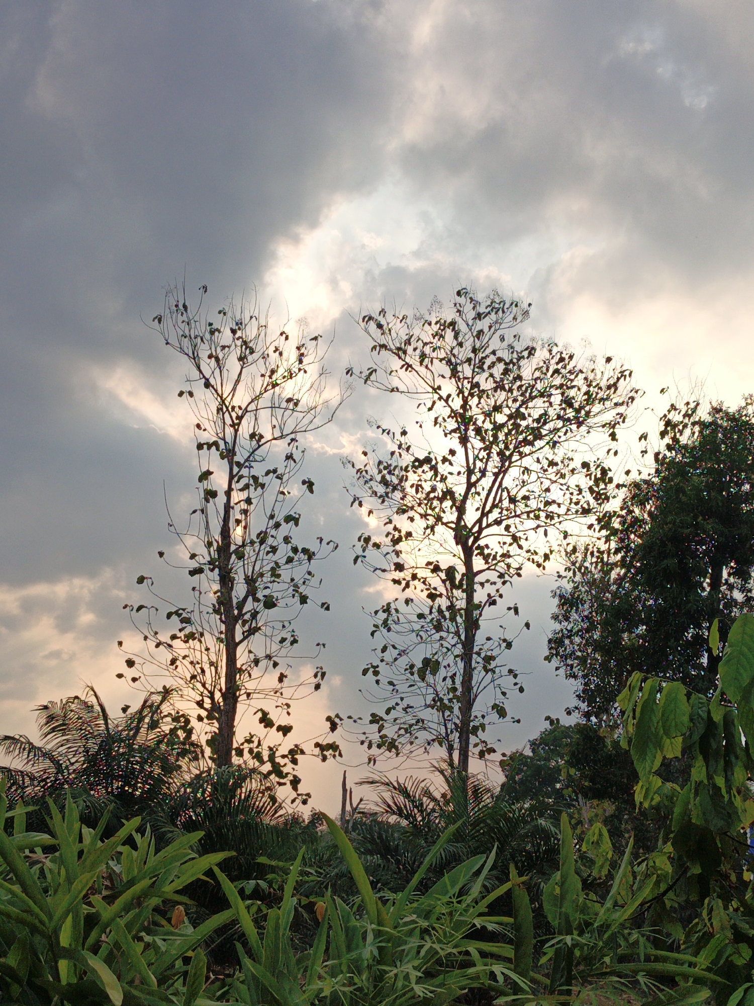 The image depicts a lush, tropical landscape with several trees and dense foliage under a dramatic sky. Two prominent, tall trees with sparse, bare branches dominate the middle ground, silhouetted against a sky filled with a mix of dark, brooding clouds and patches of bright, diffused sunlight. The sun's rays can be seen breaking through the clouds, creating a somewhat ethereal or dramatic lighting effect. In the background, a dark, dense mass of green trees and foliage creates a stark contrast to the lighter sky and the bare trees in the foreground. The foreground is filled with a variety of green plants and broad leaves, some with emerging flower buds, suggesting a vibrant ecosystem. The overall scene evokes a sense of natural beauty and the dynamic conditions of a tropical sky. The image does not contain any people or visible human activity, focusing entirely on the natural environment. The location is identified as Gedung Nyapah, Indonesia.