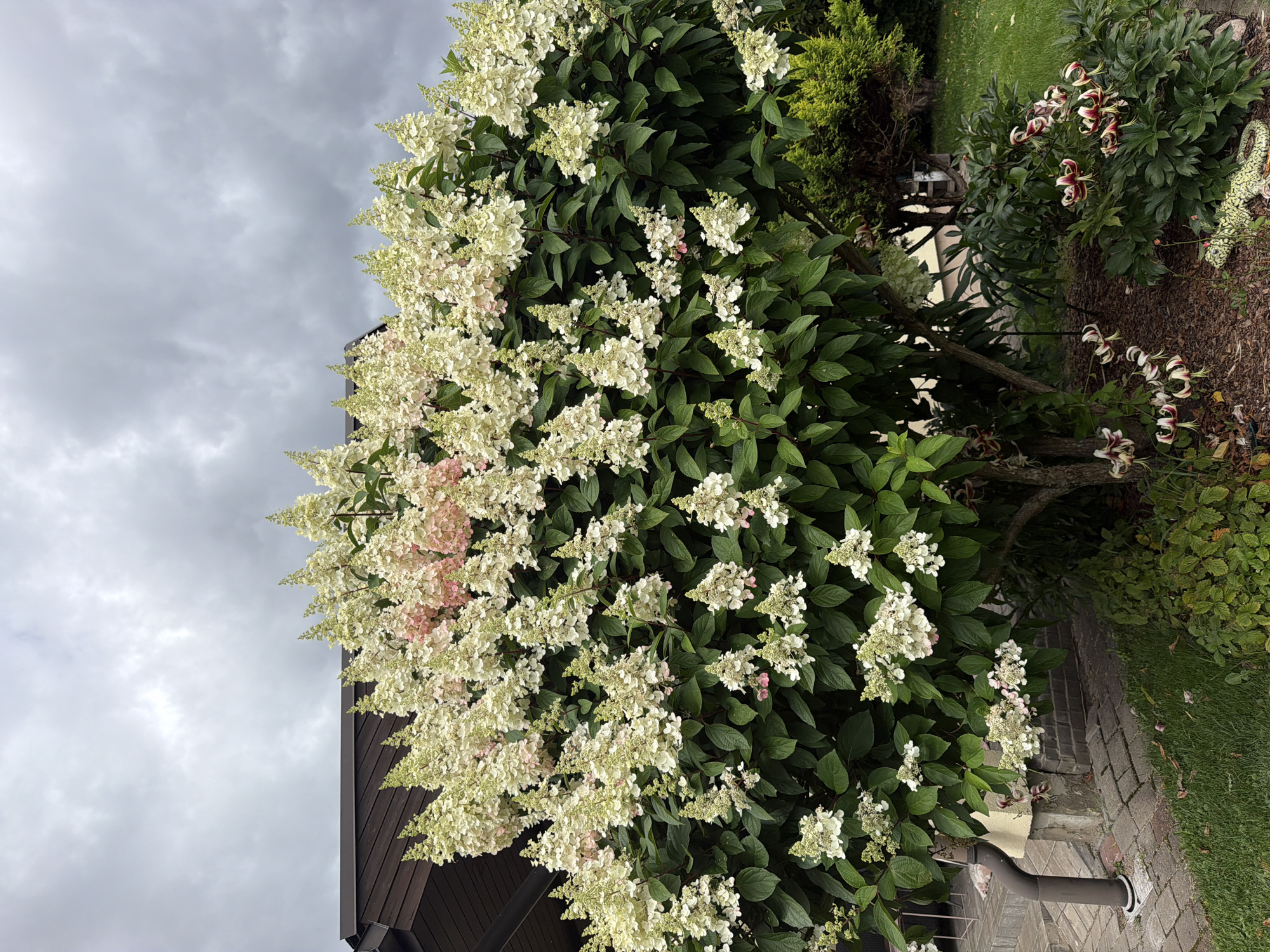 The image depicts a dense hydrangea bush with clusters of white and pale pink flowers. The bush is situated in front of a house with a dark brown, angled roof. To the left of the bush, a gray downspout is visible, leading down to a brick pathway. The ground around the bush is covered in mulch and grass, with some flowering plants and a decorative garden lizard in the foreground. The sky is overcast with dark gray clouds, suggesting a cloudy day. The scene is outdoors in a residential area, likely a garden or yard, within the city of Baloži, Latvia.
