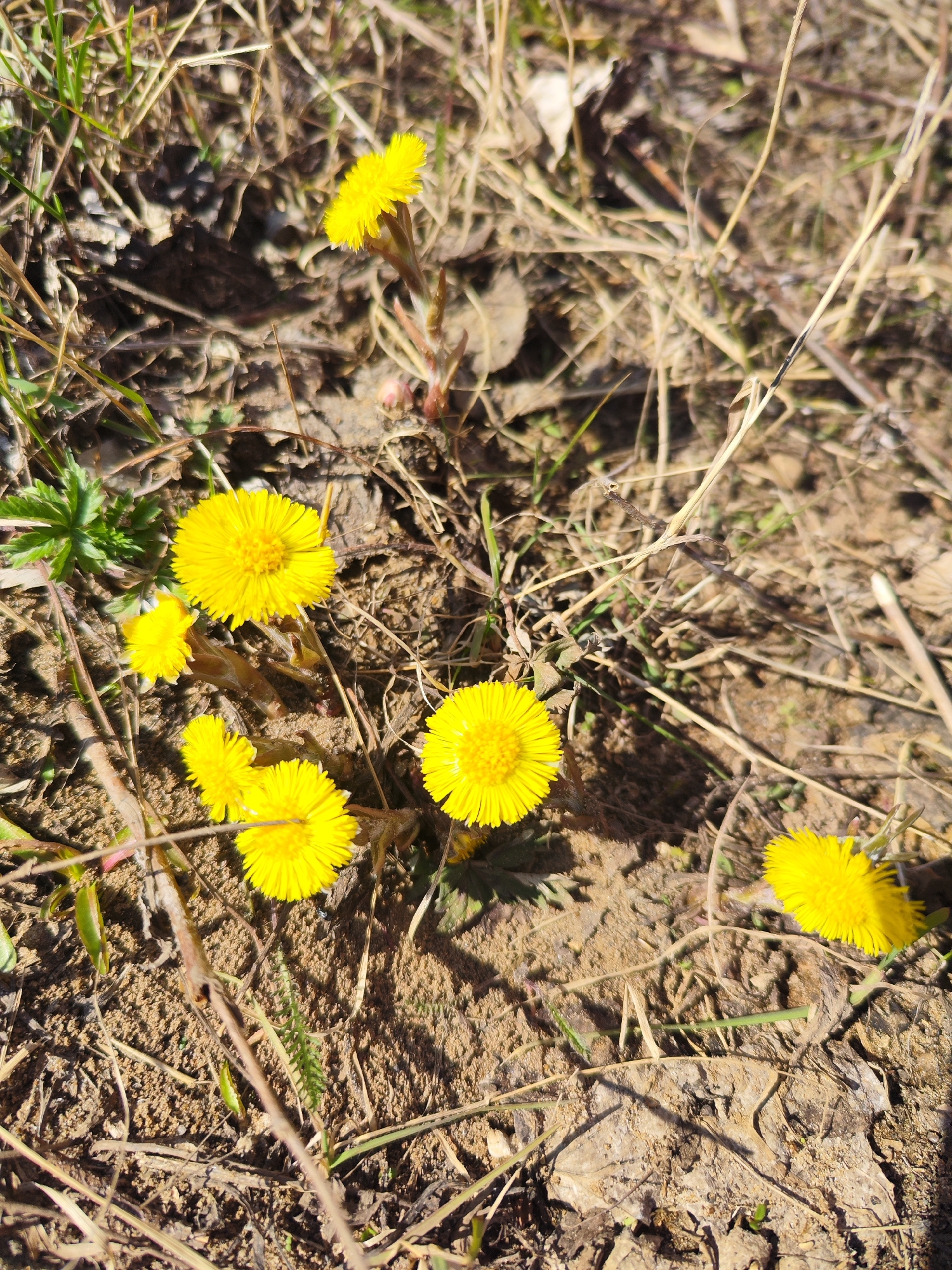 The image presents a high-angle, close-up view of several bright yellow, daisy-like flowers, which appear to be coltsfoot (*Tussilago farfara*). These flowers are the primary subjects, standing out vibrantly against a natural, earthy background.
The scene is an uncultivated outdoor area, characterized by patches of bare, light brown soil, mixed with dry, light-colored grasses, scattered dried leaves, and small twigs. Some sparse green shoots are visible, indicating new growth. The flowers emerge directly from the soil, displaying their distinct yellow petals and textured centers.
The activity taking place is the blooming of these early spring flowers. There are no human or animal activities depicted.
Notable details include the time of day, which is clearly daytime, likely morning or early afternoon, given the bright sunshine and the visible shadows cast on the ground. The weather appears clear and sunny. The presence of coltsfoot, known for being one of the first flowers to bloom after winter, serves as a strong location cue for early spring. There is no visible text in the image. The overall feeling conveyed is one of natural renewal and the hopeful arrival of spring.