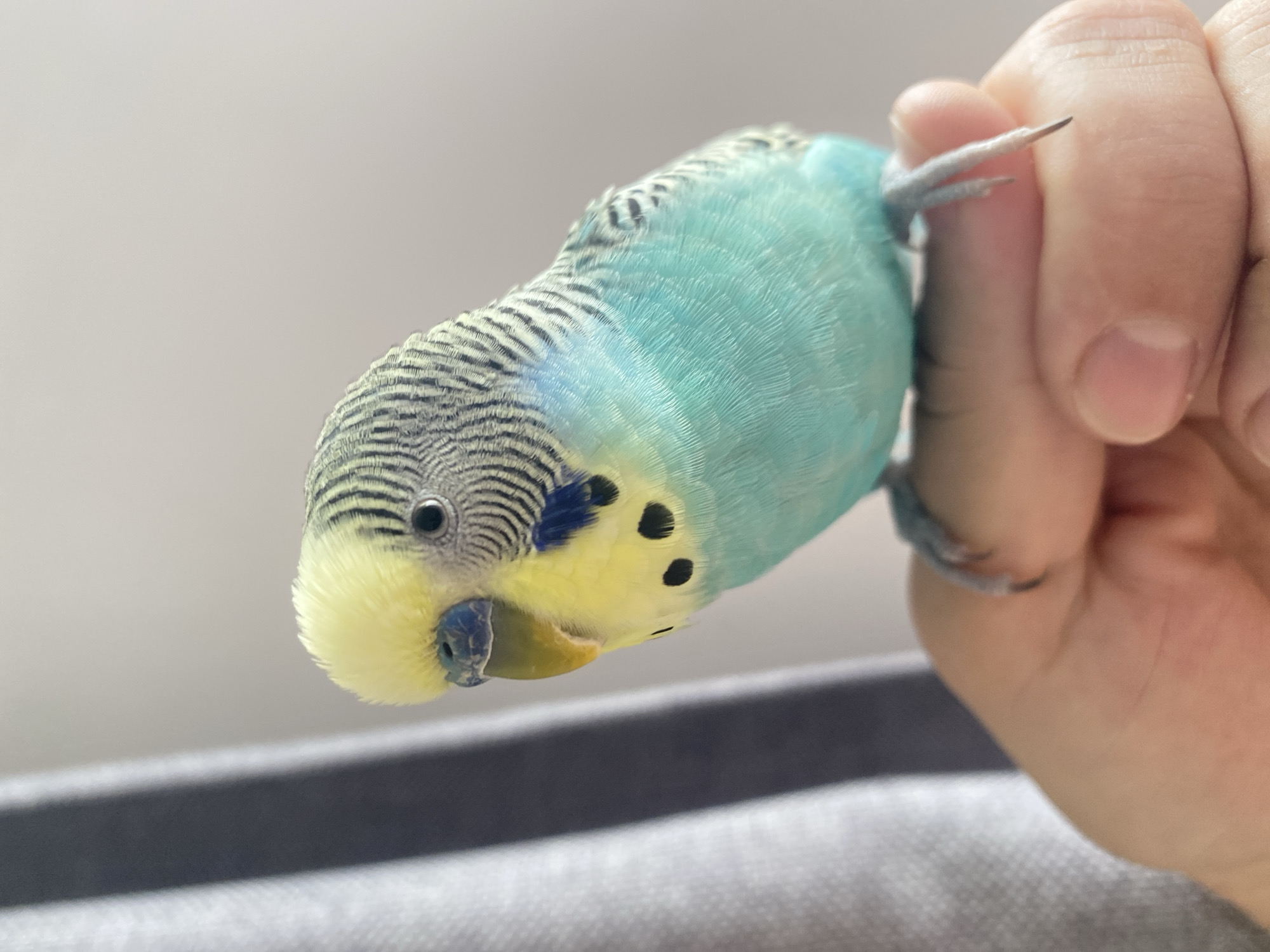 A blue budgerigar, a small, long-tailed parrot, is being held in a person's hand. The bird has a yellow face with black spots and a blue beak. The top of its head is striped in black and gray. The person's hand is holding the bird's legs. The background is a blurry gray and white. The location and city are not identifiable from the image.