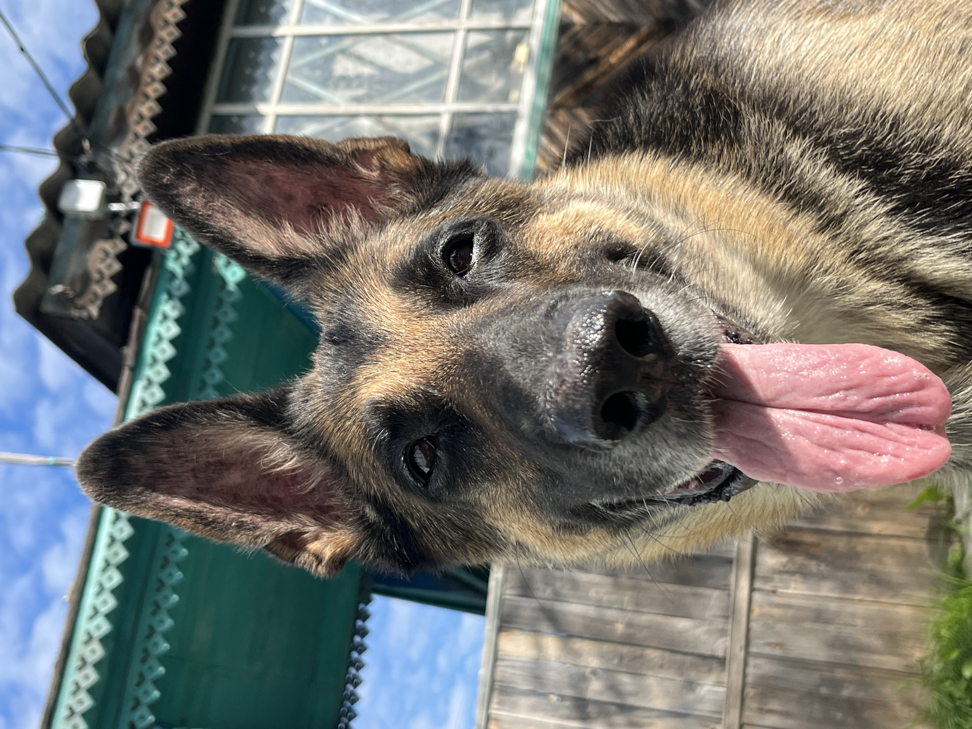 A German Shepherd dog with its tongue hanging out is pictured in a close-up shot, facing the camera. The dog's ears are perked up, and its fur is a mix of black, brown, and tan. Behind the dog, a wooden fence runs horizontally across the frame. Further in the background, a green wooden house with ornate trim is visible, along with a window and a portion of a dark, corrugated roof. The sky above is blue with scattered clouds. The setting appears to be a rural or suburban environment, possibly a dacha (summer house) in the city of Nizhny Tagil, Russia, given the architectural style of the house.