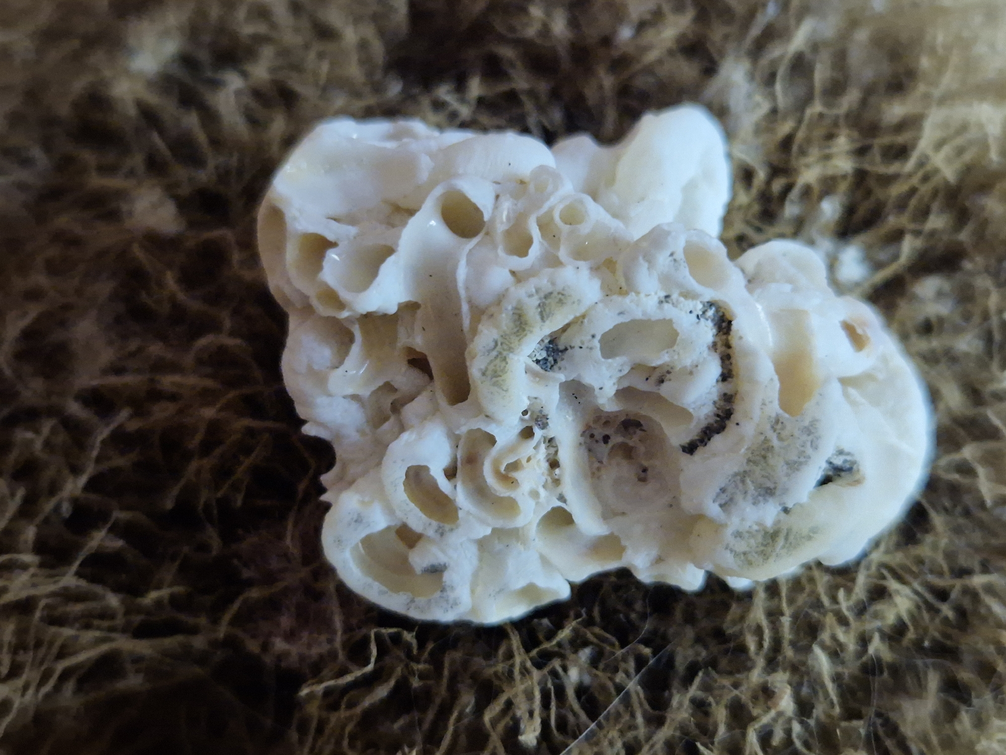 The image shows a close-up, high-angle shot of a small, irregularly shaped, white, porous object, possibly a piece of coral or a dried sea sponge, resting on a dark, textured surface that appears to be dried seaweed or similar organic material. The object is cream-colored with some darker specks and gray staining, and its surface is characterized by numerous openings and hollows. The background is out of focus and exhibits a pattern of fine, fibrous strands. There are no people or any identifiable landmarks of Taranto, Italy, in the image.