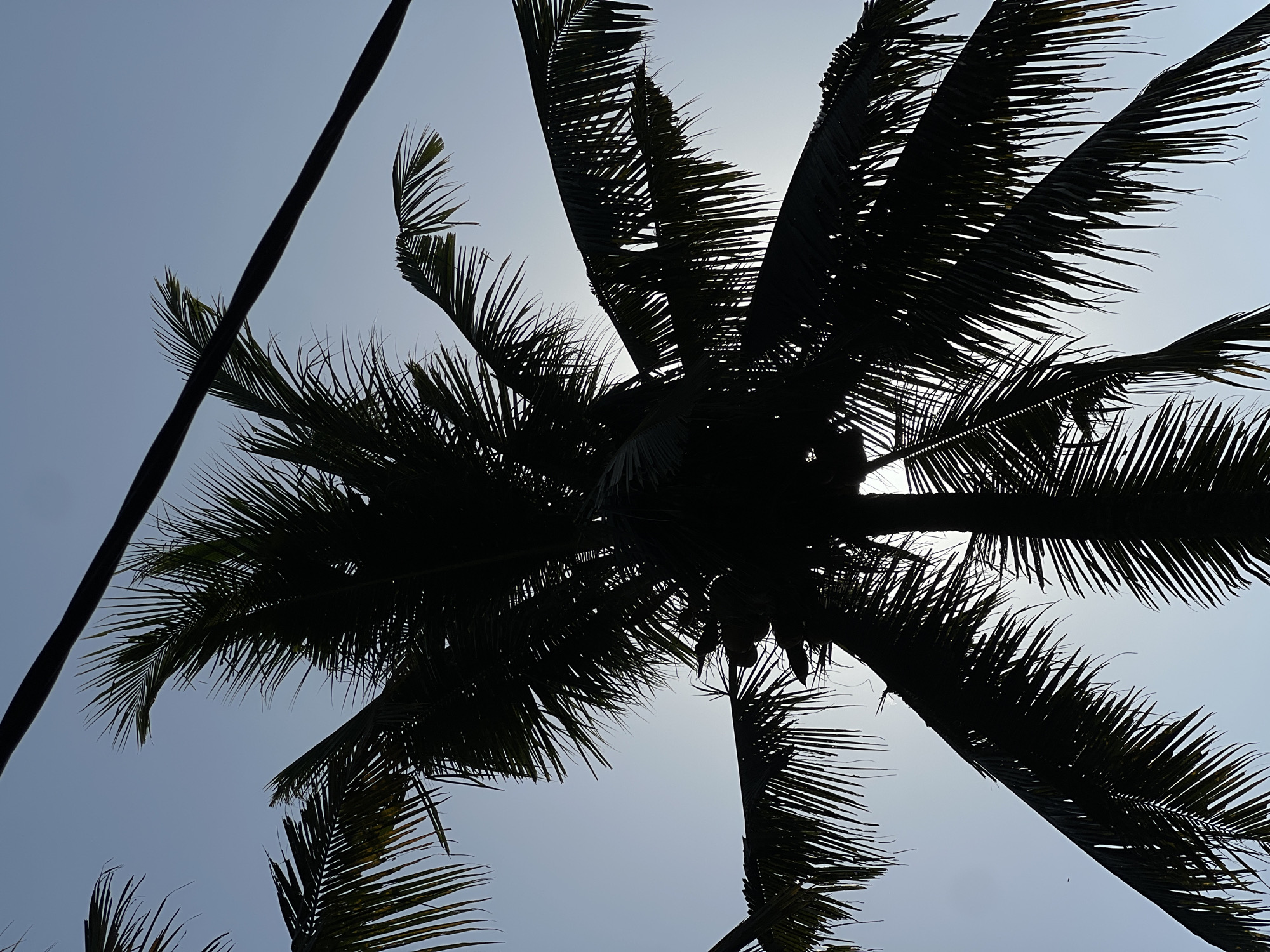 In Kerambitan, Indonesia, silhouetted against a clear, light blue sky, a tall coconut palm tree dominates the frame. The sun is behind the palm, creating a dramatic backlight that highlights the intricate fronds of the tree. Several coconuts are visible clustered near the top of the trunk. Two dark, thick electrical wires run diagonally across the upper portion of the image, crossing paths with the palm tree's branches. The image is a low-angle shot, looking up at the palm tree and the sky.