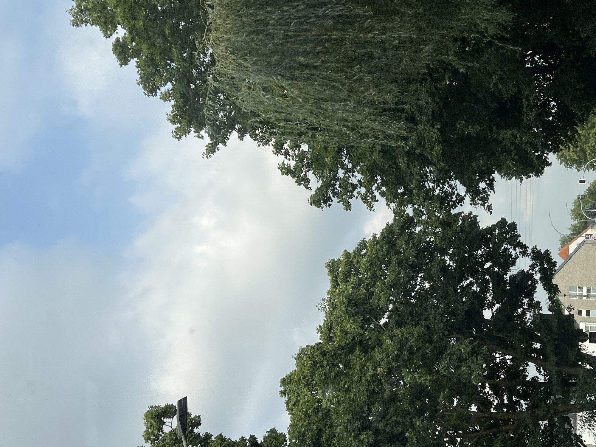 The image shows a street scene with a cloudy sky. Two large trees with dense green foliage dominate the foreground, one on the left and one on the right. The tree on the right is a weeping willow, with its long branches hanging down. The tree on the left is a deciduous tree with broad leaves. In the background, a street lamp is visible on the left side of the image, and a building with a grey facade and white windows is partially visible at the bottom. Another building with an orange roof is also seen. Several street lights and traffic lights are scattered in the background. The overall scene suggests an urban environment with a lot of greenery.