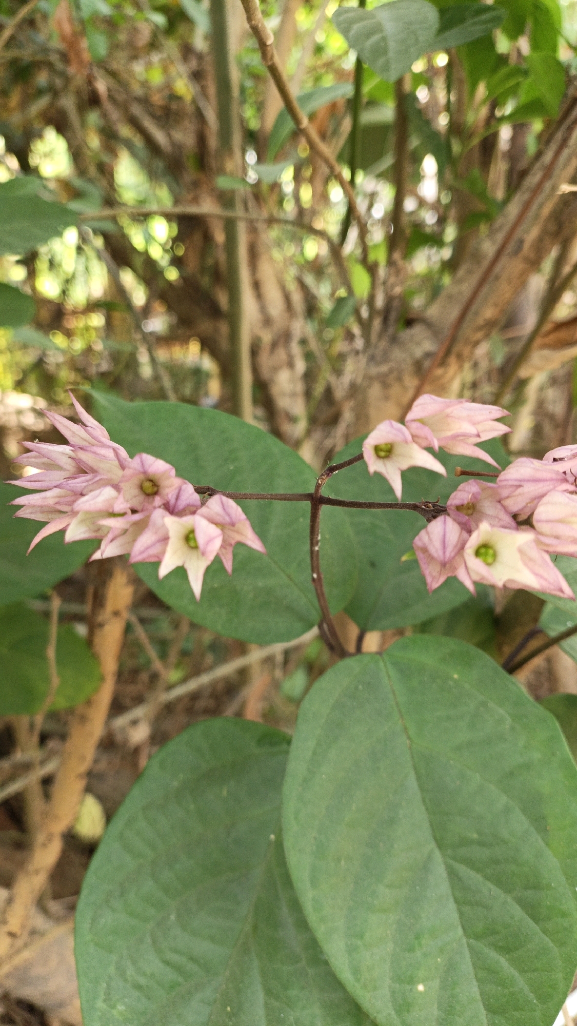 A close-up, vertical shot shows a cluster of delicate, pale pink flowers with lime green centers hanging from a thin, dark stem. The flowers are elongated and pointed, with multiple blooms clustered together on the left side of the frame, and a few individual blooms scattered to the right. Behind the flowers, out of focus, are large, dark green leaves. The background is a blur of brown tree trunks and branches, with dappled sunlight suggesting an outdoor, possibly forested or garden setting. The location is specified as Cikal, Indonesia.