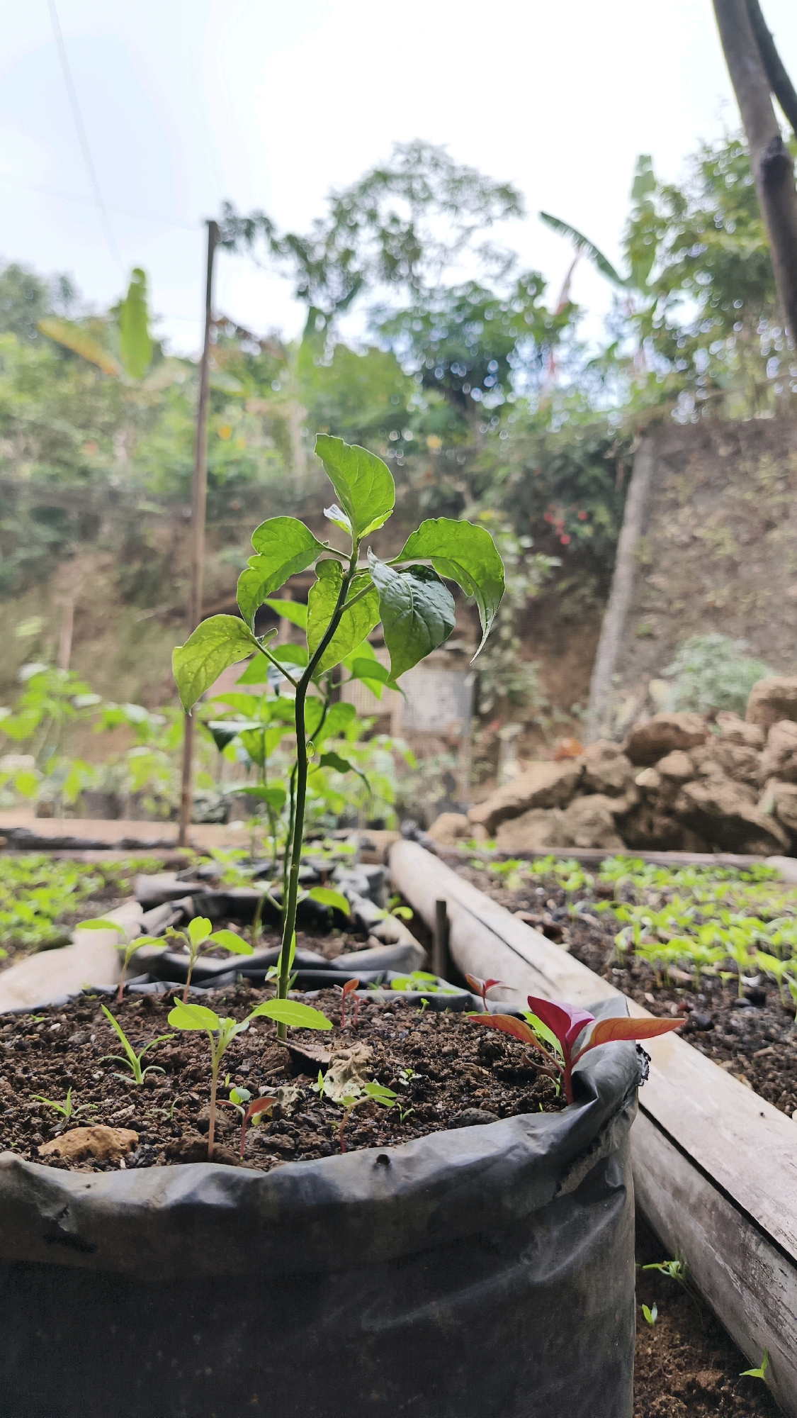 A close-up, vertical shot focuses on a small, vibrant green seedling with several leaves, standing tall in a black plastic pot filled with dark soil. The seedling's stem is slender and green, supporting a cluster of delicate leaves. The pot is part of a larger garden setup where numerous other seedlings and plants are visible, some in similar black pots and others in rows in the ground. In the foreground, a reddish-purple seedling with thin leaves emerges from the soil in a neighboring pot.
The background is a lush, green, and somewhat overgrown natural environment. In the mid-ground, more rows of small plants are discernible, with some being red-leafed varieties. Further back, a stone wall or embankment is visible, topped with more vegetation. A wooden plank lies horizontally across the mid-ground, serving as a border or support. Above the garden, the sky is a soft, hazy white, suggesting an overcast day or early morning light. The overall scene depicts a thriving, home-grown garden with a focus on young plant growth.
The image is located in Donorejo, Indonesia, and appears to be an outdoor garden. No people are present in the frame.