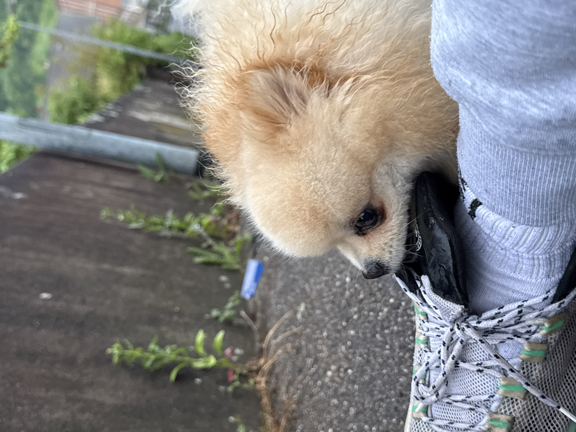 A tan Pomeranian dog is sniffing the shoe of a person on an outdoor concrete surface. The person is wearing gray sweatpants, a gray sock, and a gray, white, and black tennis shoe with black shoelaces. The concrete surface has sparse green vegetation growing on it, and there is a gray metal guard rail visible in the background. The location is not identifiable as being Bietigheim-Bissingen, Germany, without additional information.