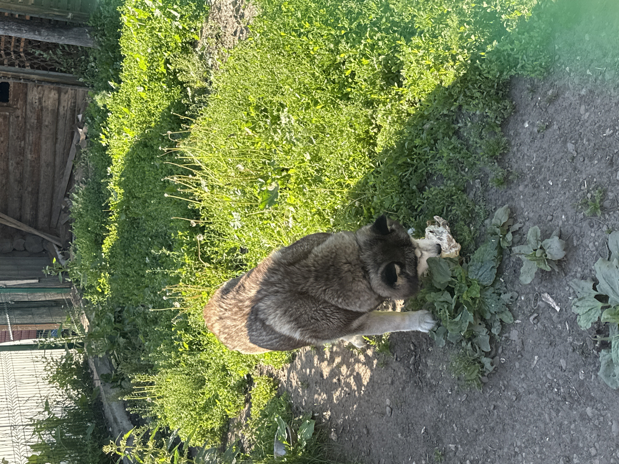In Yaroslavka, Russia, a medium-sized dog with gray and brown fur is eating from a light-colored object on the ground. The dog is standing on a dirt path next to an area of lush green vegetation. In the background, a wooden building and a metal fence are visible. The scene appears to be outdoors in a rural or semi-rural setting.