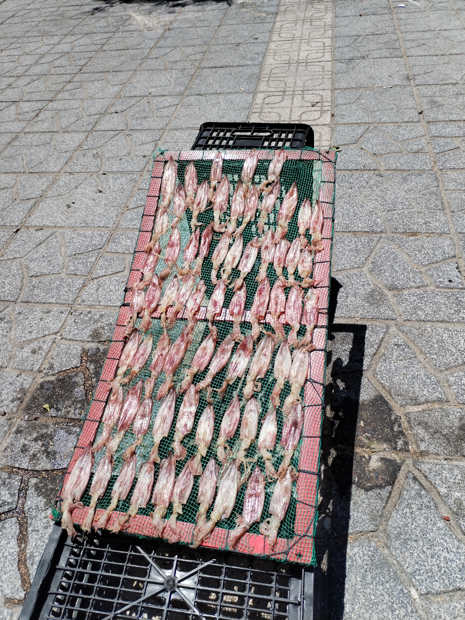 On a paved area in Bac Nha Trang Ward, Vietnam, dozens of squids are drying on a green mesh rack supported by two black plastic crates. The squids are pale and arranged in rows. The pavement is made of grey tiles. The scene is bathed in sunlight.
