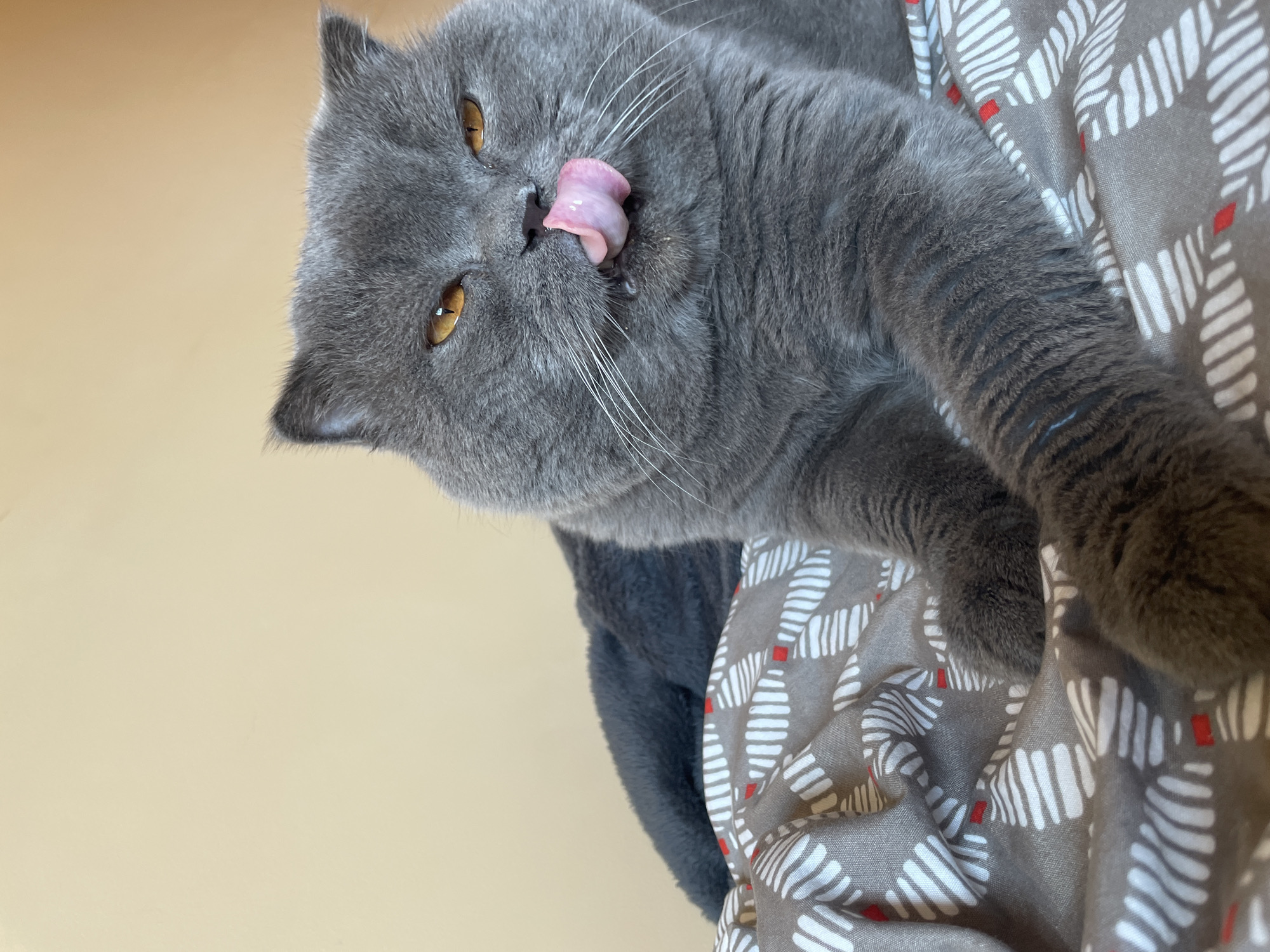 A grey British Shorthair cat with bright orange eyes lies on a grey and white patterned blanket. Its tongue is sticking out, licking its nose. The cat's head is tilted slightly upwards, and its expression is somewhat playful. The background is a plain, light-colored wall. The cat's paws are resting on the blanket. The scene appears to be indoors, possibly in a home environment. There is no indication of a specific city or location.