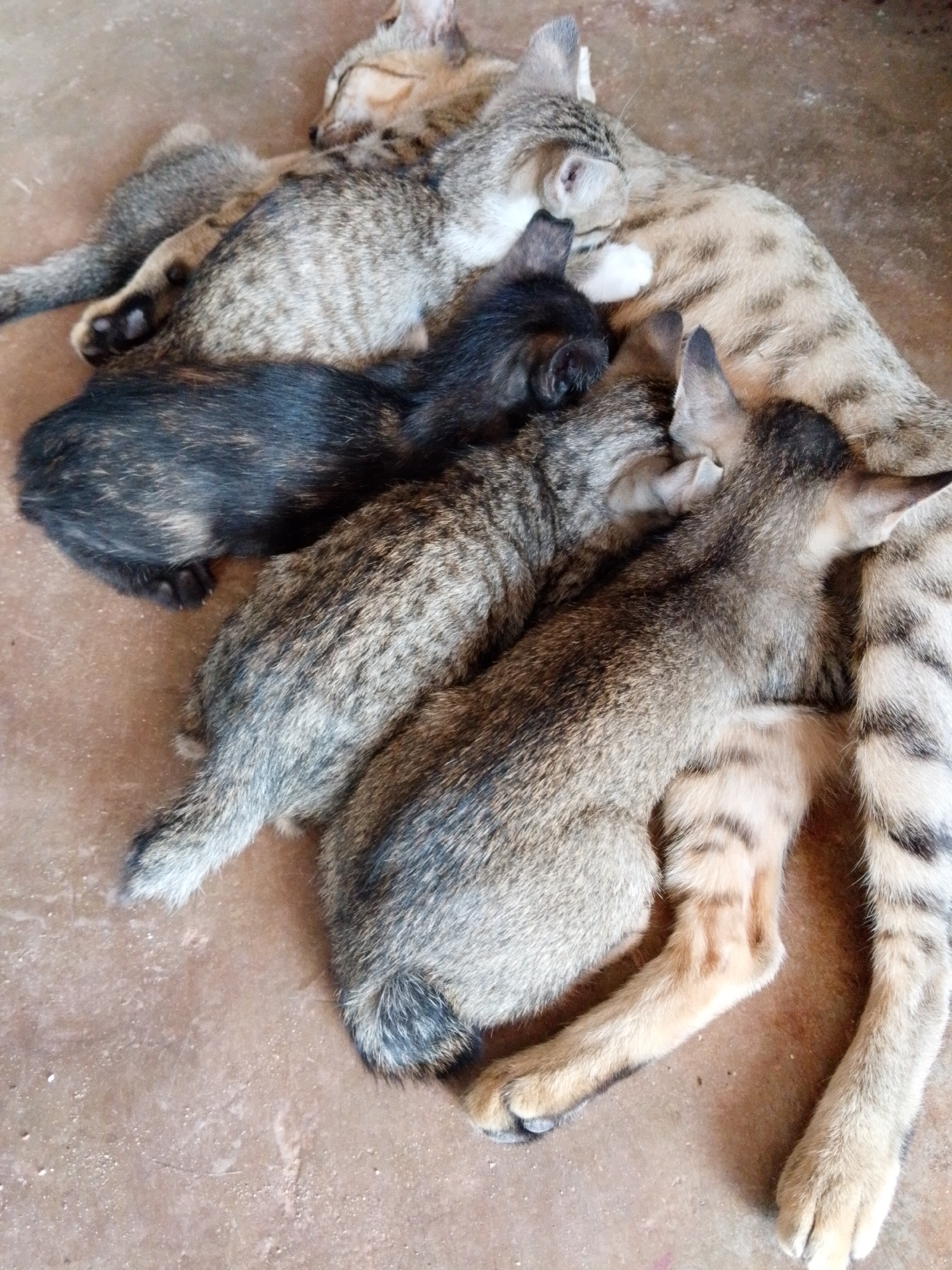 The image shows a group of five cats lying on a reddish-brown floor, possibly concrete or tile. One of the cats is larger and has a light gray tabby pattern; it appears to be a mother cat as the smaller cats are huddled close to it. The smaller cats, presumed to be kittens, display varied fur patterns: predominantly gray tabby with one kitten having a dark, almost black, coat. The cats are resting or possibly nursing, as their bodies are closely intertwined. The location is Bukit Ketok, Indonesia.