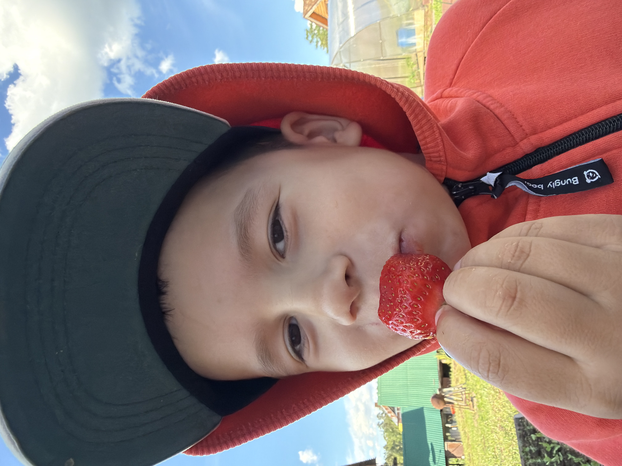 A young child wearing a red hooded sweatshirt and a dark green cap is holding a strawberry to their mouth. The photo is taken outdoors on a sunny day. The background includes glimpses of a greenhouse, grass, and some building structures, suggesting a rural or suburban environment. The brand of the sweatshirt is "Bungly boo." The location is Chaikovsky, Russia, based on contextual information not present in the image.