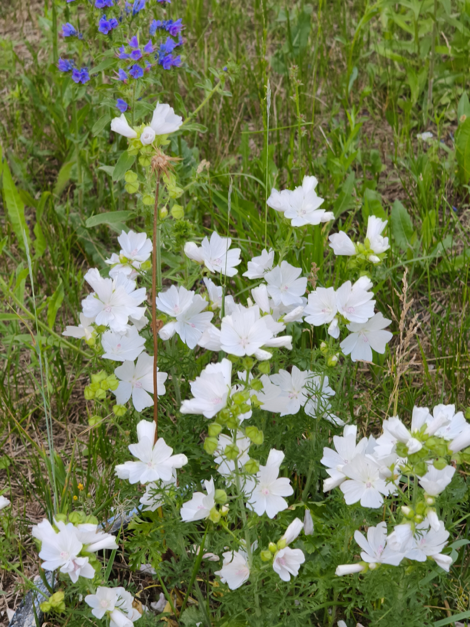 This media file depicts a close-up, eye-level view of a cluster of white wildflowers with light pink centers, blooming amidst a backdrop of green foliage and grass. The flowers are delicate and have multiple petals, with some showing closed buds. In the upper left corner, a sprig of small, vibrant blue wildflowers adds a contrasting splash of color to the scene. The overall setting appears to be a natural, outdoor environment, possibly a meadow or a field, with a slightly unkempt appearance due to the presence of dry grass and weeds. The lighting suggests it is daytime, with soft light illuminating the flowers. There is no text visible in the image. The scene evokes a sense of natural beauty and tranquility. The location context provided is Chaikovsky, Russia, suggesting this is a common flora found in that region.