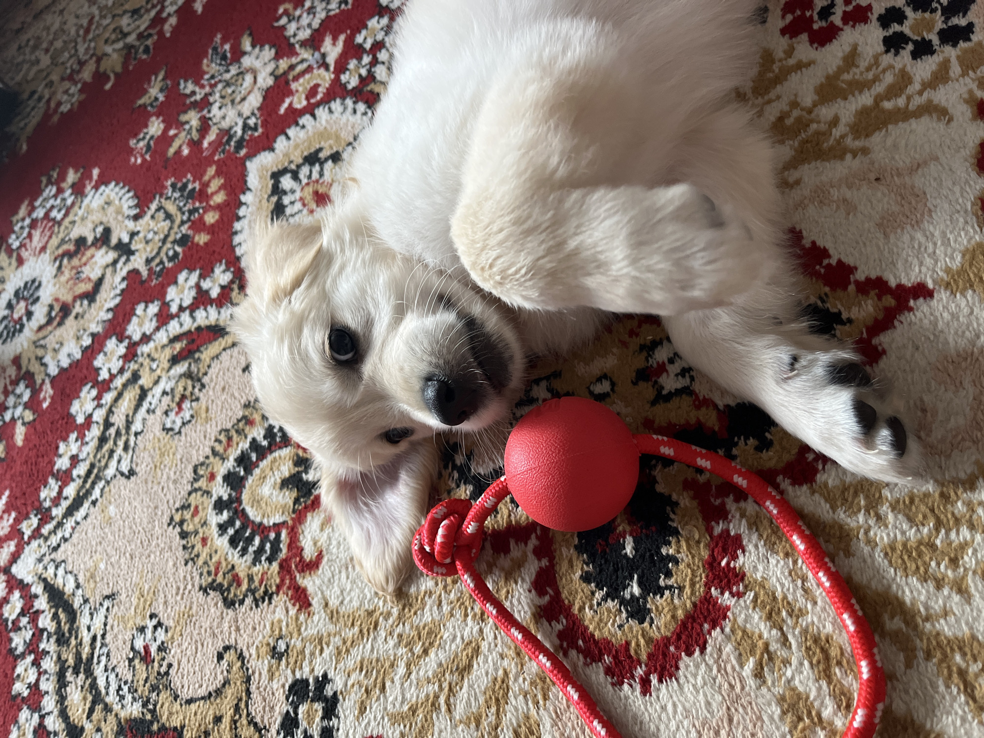 A cream-colored puppy lies on a patterned rug in what appears to be an indoor setting. The rug has a complex design with red, brown, and beige colors. The puppy is mostly white with light golden ears. It's lying on its back with its legs in the air and its paws visible. A red ball with a red and white braided rope attached is near the puppy's head. The puppy is looking directly at the camera. No people are visible. The setting and subject do not allow for location identification in Старый Сусадыбаш, Russia.