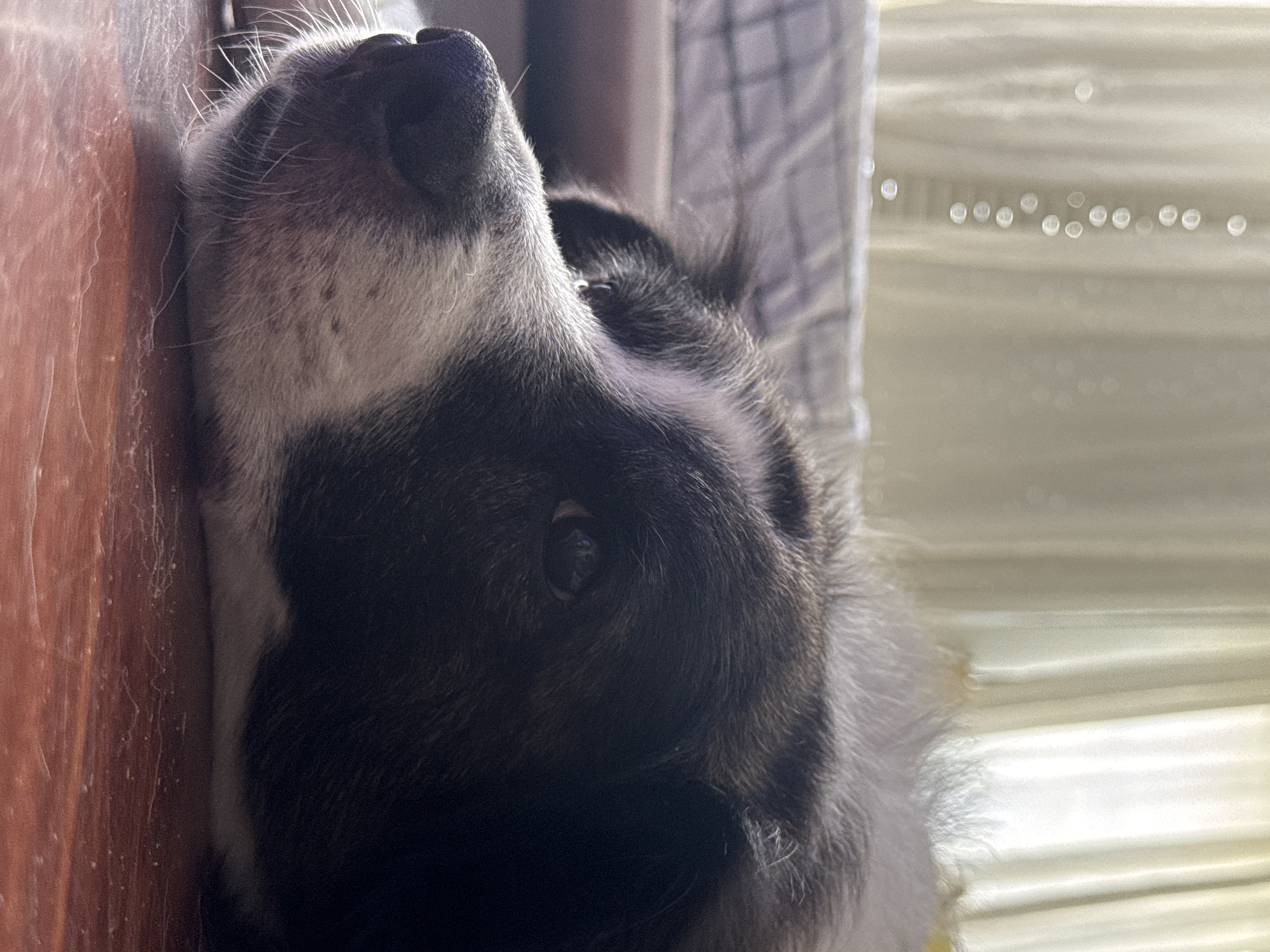 This media file is a close-up, vertically oriented photograph of a dog's face. The dog appears to be lying down, with its head resting on a wooden surface on the left side of the frame. The dog's fur is a mix of black and white, with its nose and part of its snout visible at the top of the frame. Its eye is open and looking slightly upward, and its ears are covered in fur.
In the background, to the right of the dog, is a blurry, pale yellow curtain or blind, with some scattered bokeh effects suggesting a light source. A checkered pattern is visible on a surface behind the dog's head.
The lighting suggests it could be daytime, with natural light coming from the right. The overall mood is calm and peaceful, with the dog appearing relaxed. There is no visible text in the image. The context provided is Vigo, Spain.
