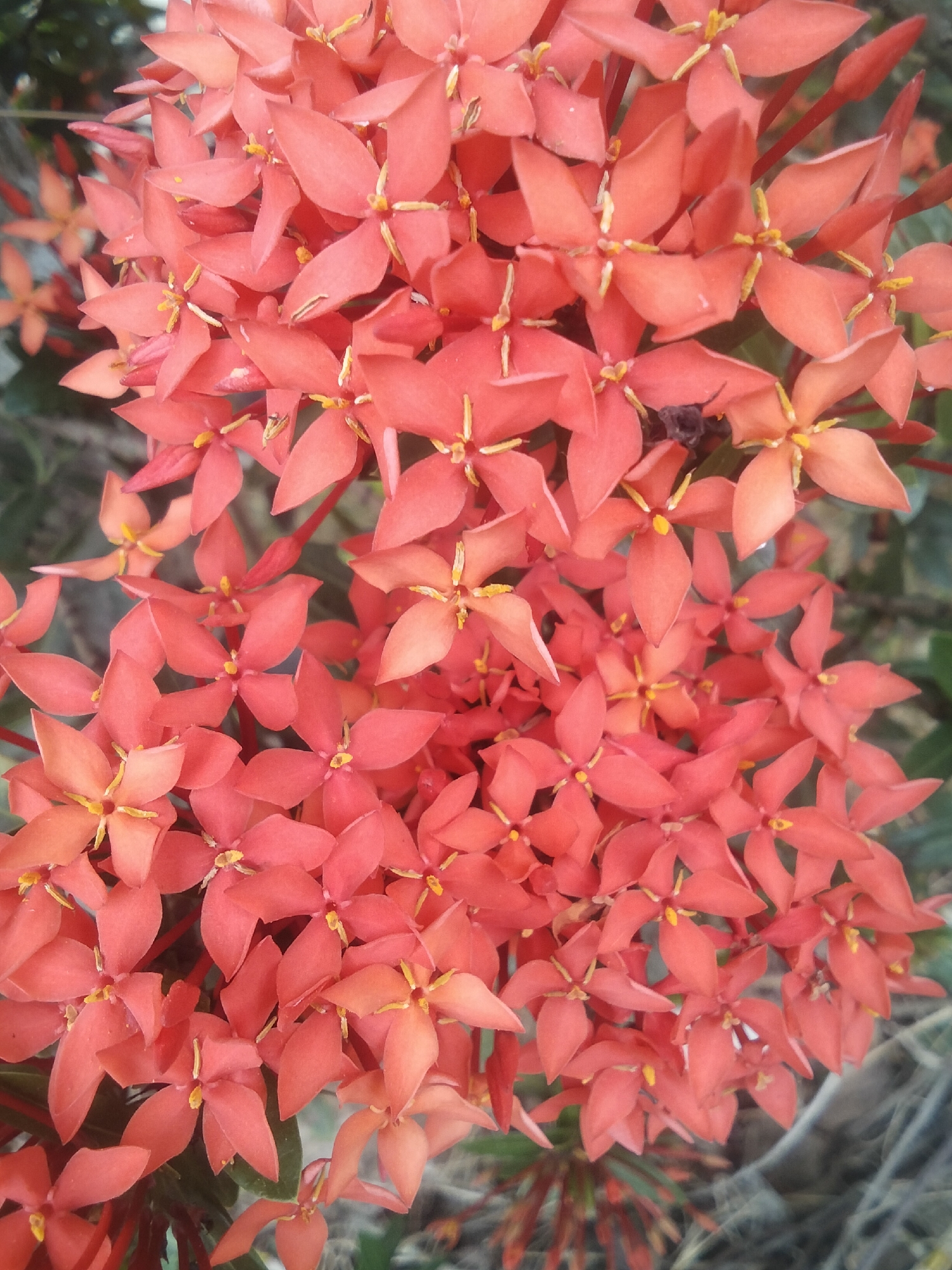 A close-up, overhead shot of a cluster of bright orange Ixora flowers is depicted. The flowers are small, star-shaped, and have bright yellow stamen in their centers. They are densely packed together, with some buds and stems also visible. The background is softly blurred, showing hints of green foliage and dry, brown ground. The image appears to be taken outdoors in natural light. The location is identified as Merbopuntong, Indonesia, but no specific details about the city or its environment are visible in the image itself. There are no people, animals, or specific actions captured in this photograph; it solely focuses on the botanical subject.