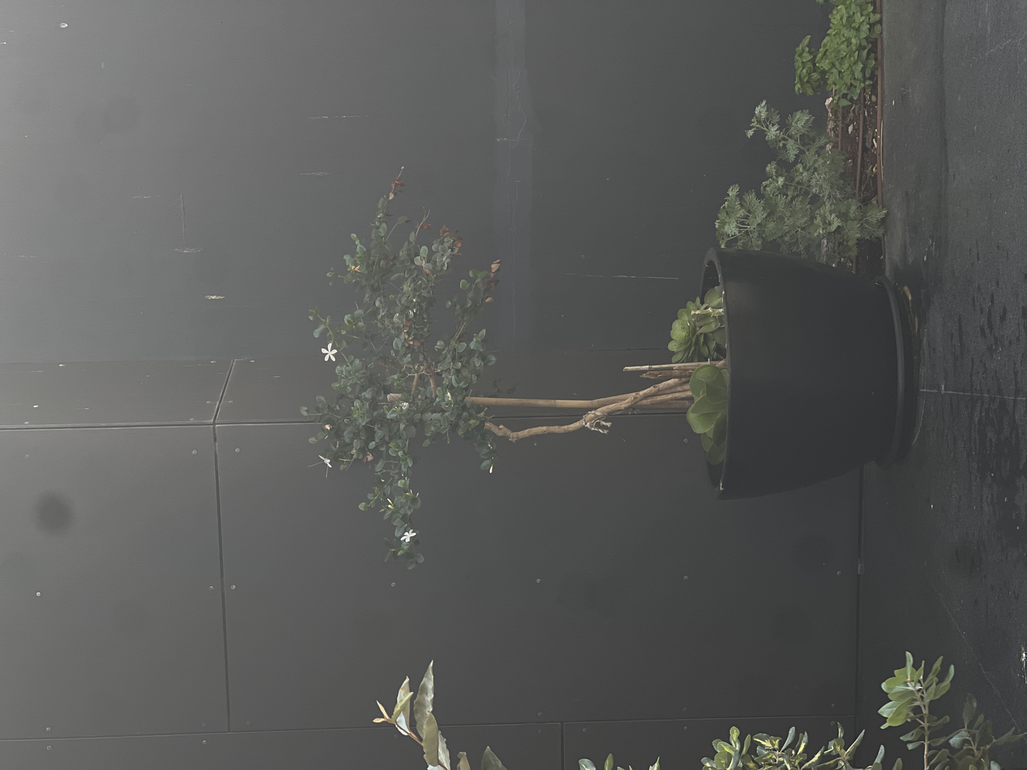 A potted plant with small white flowers sits in front of a dark gray textured wall. The wall appears to be made of large panels. To the left of the potted plant, another smaller plant with broader leaves is visible. To the right of the potted plant, there are smaller, feathery plants. The ground beneath the plants appears to be dark paving stones, with some moisture evident. The overall atmosphere is slightly hazy or misty. The scene is likely outdoors, possibly a courtyard or patio area. This image was taken in Tel Aviv, Israel.