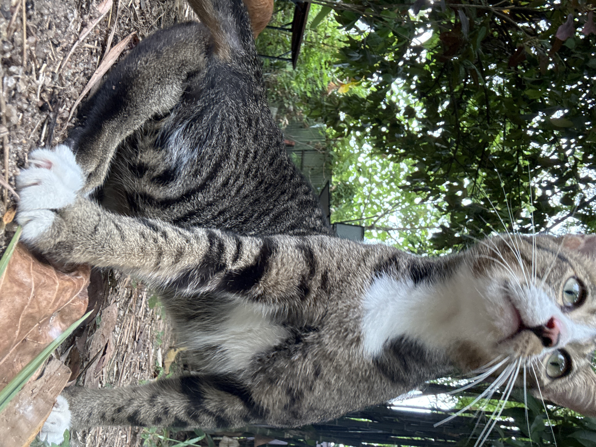 A tabby cat with white paws and chest is positioned in the foreground, facing upwards and slightly to the right. The cat is sitting on a dirt ground littered with fallen leaves and twigs. In the background, lush green foliage and trees are visible, with bamboo stalks to the right. The scene appears to be in an outdoor, natural setting, likely a garden or backyard area. The lighting suggests it is daytime, with sunlight filtering through the leaves. The specific location in the Ko Pha-ngan District, Thailand, indicates a tropical or subtropical environment. No people are visible in the image.