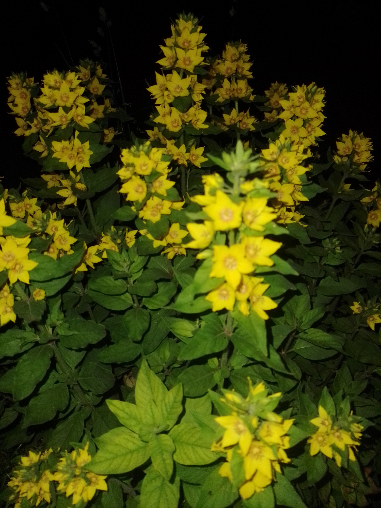 The image depicts a dense cluster of yellow flowering plants, consistent with a species of yellow loosestrife (Lysimachia), illuminated under artificial light at night. The scene, reportedly located in the city of Ustyvytsia, Ukraine, shows numerous small, bright yellow flowers, each typically displaying five petals and a distinct central stigma and stamens. These flowers are arranged in vertical spikes or whorls along herbaceous green stems. The foliage consists of ovate to lanceolate, dark green leaves, appearing in whorls or oppositely along the stems. The background is uniformly dark, indicating nighttime conditions. The composition is a close-up, with some parts of the central and right-side flora in sharper focus, while foreground elements at the bottom of the frame exhibit a shallower depth of field and are slightly blurred. No people, animals, or structures are visible.