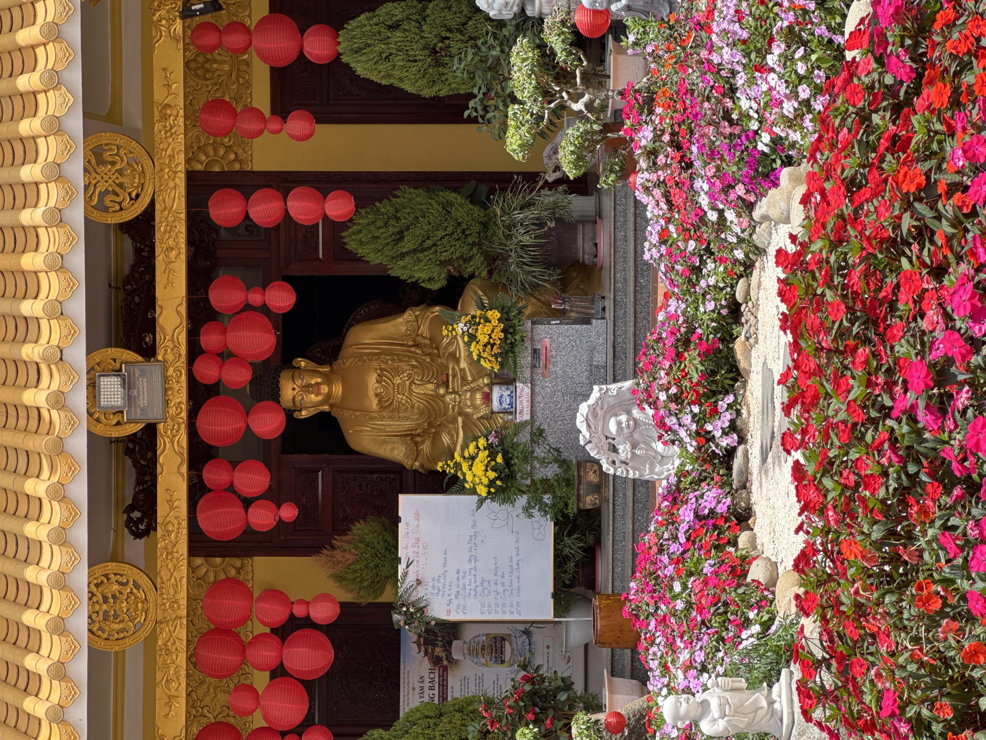 The image captures a vibrant scene in front of a golden Buddhist temple, likely located in Da Lat, Vietnam, given the architectural style and floral displays often seen in the city. In the center, a large golden Buddha statue is seated, adorned with yellow flowers. Red lanterns are strung across the facade of the temple, adding a festive atmosphere. The foreground is a riot of colorful flowers, predominantly red and pink impatiens, with scattered rocks and two small white statues of children. The temple itself has a distinctive yellow tiled roof and ornate golden decorations. A whiteboard with Vietnamese text is visible to the left of the Buddha statue, possibly containing event schedules or religious information. Two evergreen trees flank the Buddha, and various potted plants are strategically placed around the entrance. The overall impression is one of serenity and beauty, with a strong emphasis on floral decoration, which is a hallmark of Da Lat's aesthetic.