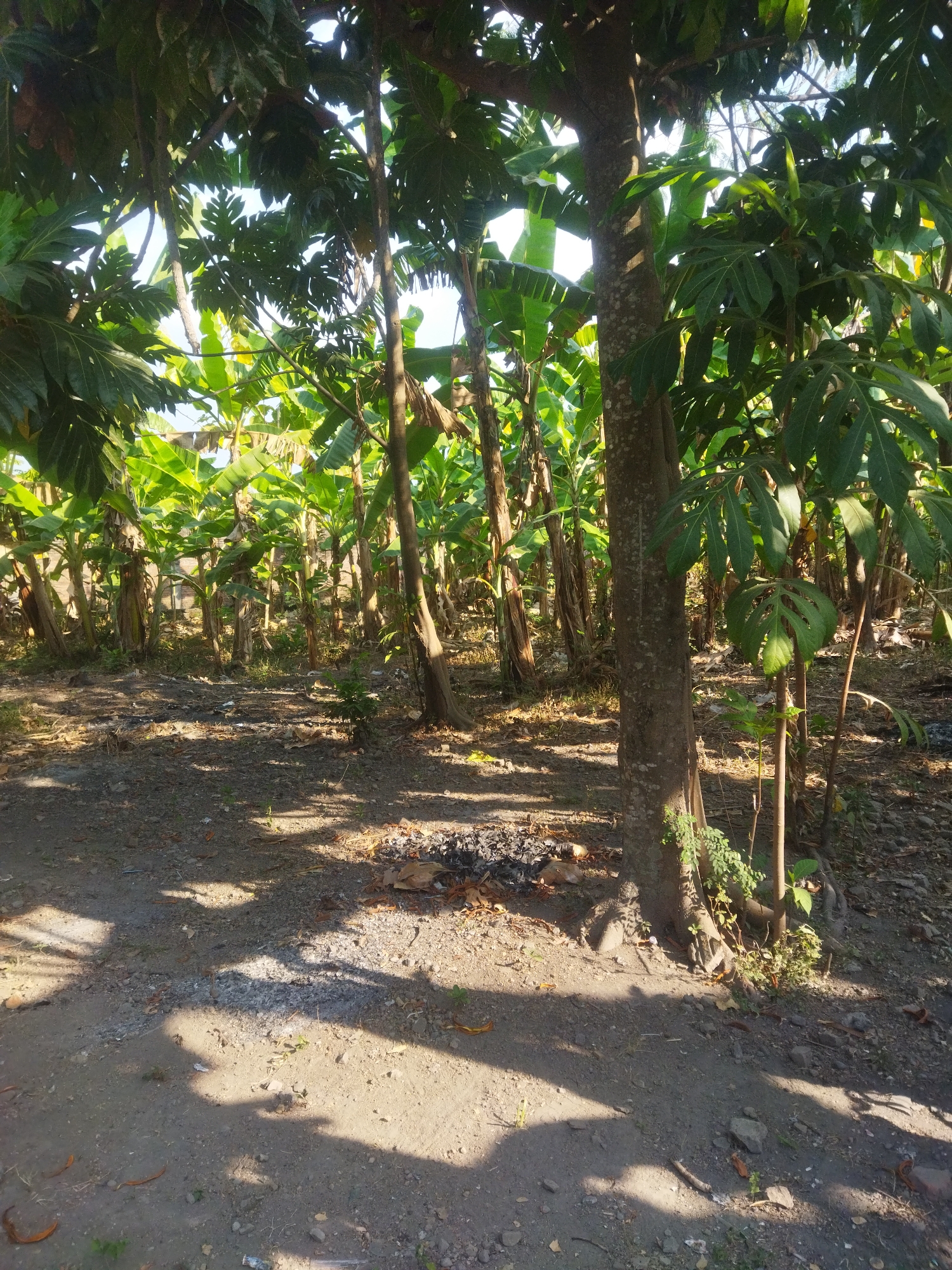 The image depicts an outdoor scene in Juwiring, Indonesia, characterized by a dense collection of banana trees and other lush vegetation. In the foreground, a rough, unpaved ground surface is visible, composed of dirt, small stones, and scattered dry leaves. Sunlight filters through the foliage, casting dappled shadows across the ground. A substantial tree trunk, with rough bark and a speckled pattern, stands prominently in the right-center of the frame. Smaller plants and green growth are visible around the base of this tree. Behind it, a thick grove of banana trees with their characteristic broad leaves stretches into the background, their stalks appearing brown and fibrous. The overall impression is of a tropical, semi-wild environment, likely a plantation or a natural area within the rural outskirts of Juwiring. No people are present in the image.
