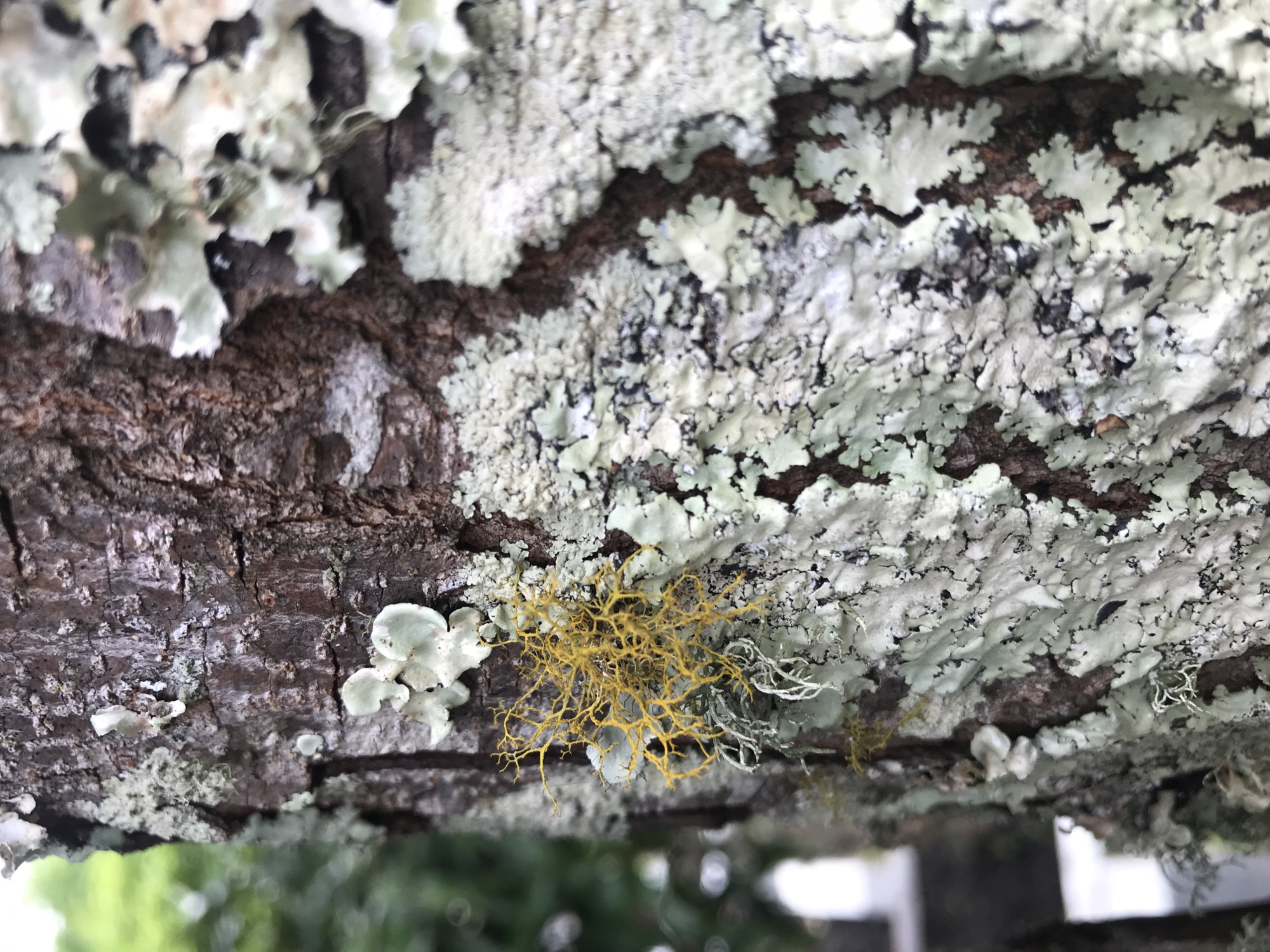 The image depicts a close-up of a tree branch covered in various types of lichen. The branch, displaying a rough, brown bark texture, is heavily colonized by predominantly pale green and white foliose lichen. Notably, there is a cluster of bright yellow, thread-like fruticose lichen present near the center of the frame. The background is blurred, suggesting vegetation, and possibly a building, in the distance. The location is Babussalam, Indonesia. No people are visible in the image.
