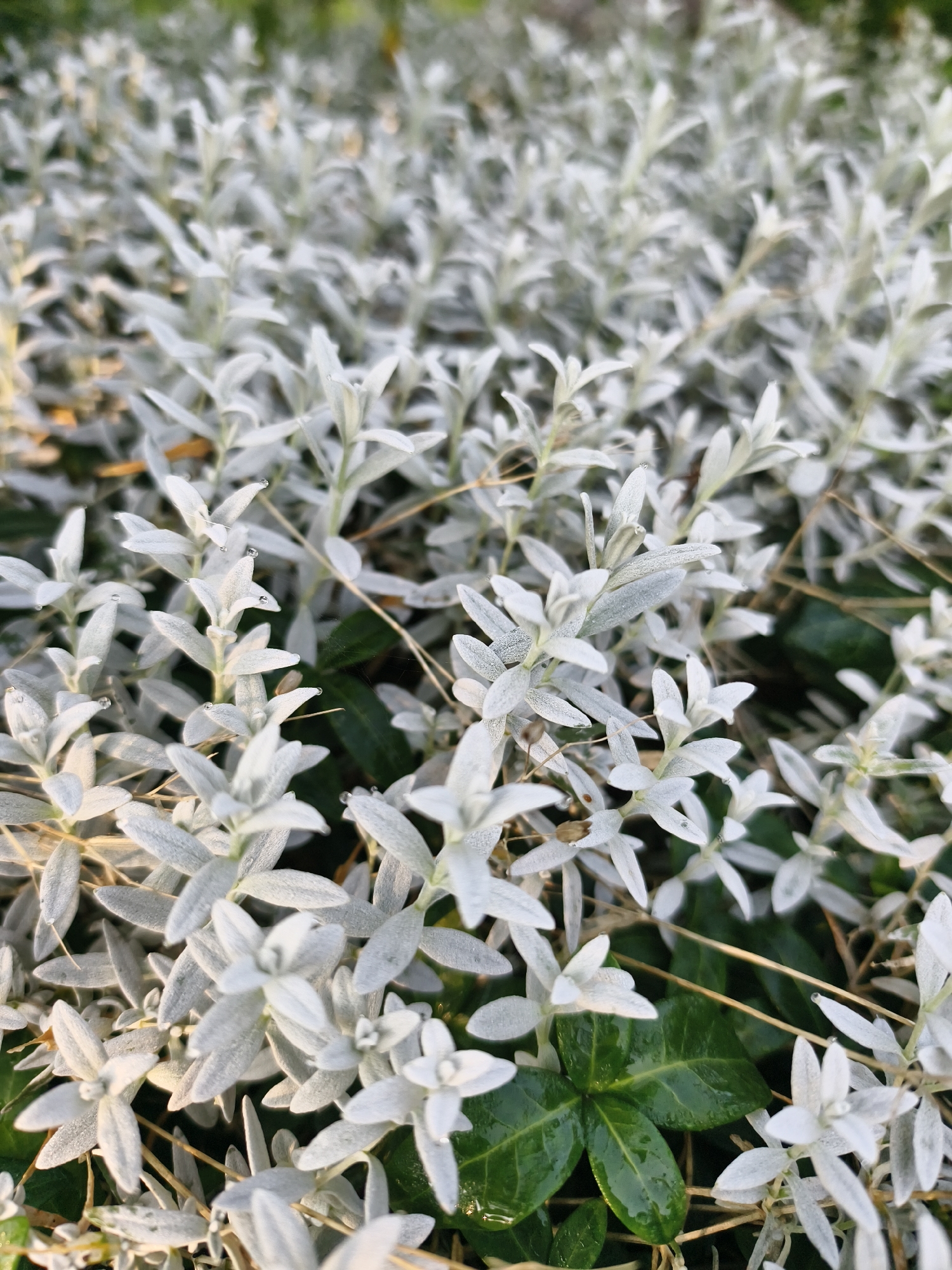 The image displays a dense ground cover of small, silvery-white leaves, likely a plant species. Some of the leaves have tiny water droplets on them, suggesting recent dew or rainfall. Interspersed with the silvery foliage are darker green leaves, possibly from a different plant growing in the same area. The lighting suggests it is either early morning or late afternoon. There are no people or animals visible in the frame. The background is blurred, with hints of other foliage and possibly sunlight filtering through. The overall impression is one of a garden or natural landscape setting. The location is described as the city of Tczew, Poland, though there are no specific landmarks to confirm this within the image itself.