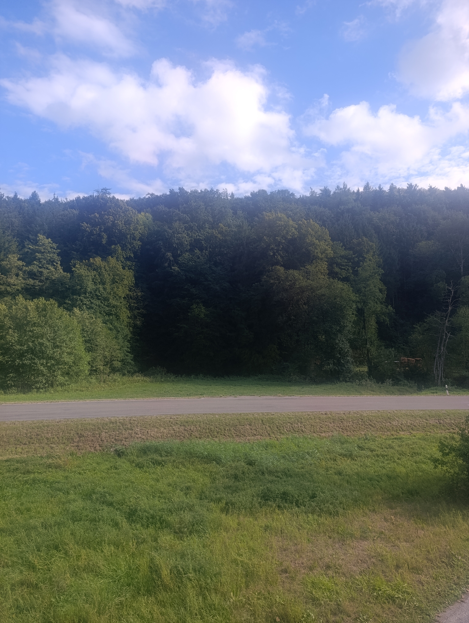 The image depicts a scenic view of a forest bordering a road and a grassy field. The forest is dense with a variety of green trees, some reaching higher than others, creating a lush, natural backdrop. The sky above is a clear blue, dotted with fluffy white clouds. A paved road runs horizontally across the middle of the frame, with a grassy verge separating it from the foreground. The foreground itself is a field of tall, green grass, which appears somewhat unkempt, with patches of dry, brown grass interspersed. In the far right of the frame, a white traffic sign is visible on the roadside. The overall impression is one of a tranquil, rural setting, likely in the outskirts of Berching, Germany, given the context. There are no people or specific actions captured in the image.
