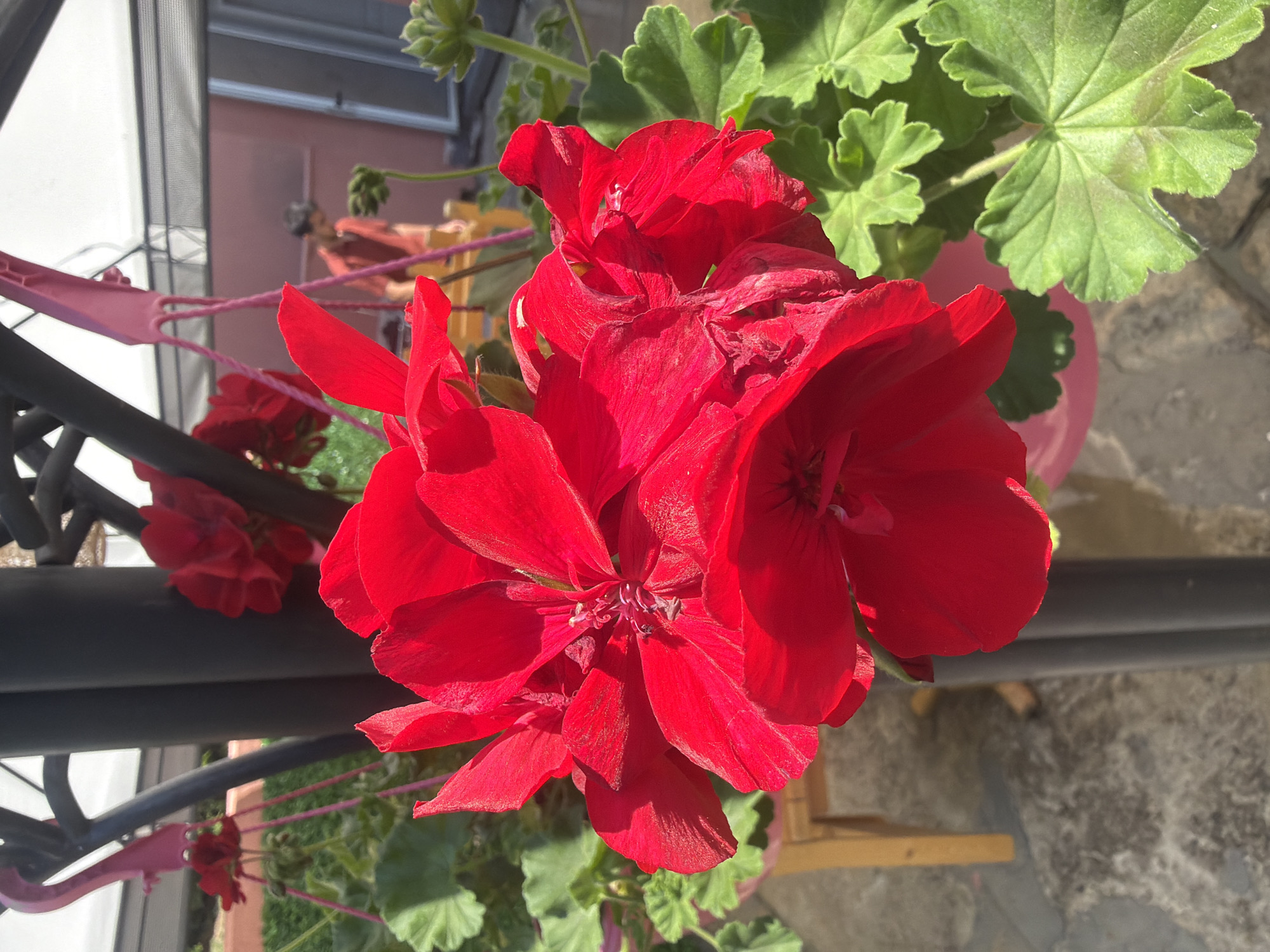 The image captures a close-up of vibrant red geranium (Pelargonium) flowers in full bloom, positioned prominently in the foreground and slightly to the left of the center. The flowers display multiple densely packed petals of a deep crimson hue, with visible central reproductive structures. Green, lobed geranium leaves, exhibiting a textured surface and distinct venation, are present below and surrounding the main floral cluster.
In the mid-ground to the left, a smaller cluster of red flowers, also appearing to be geraniums, is suspended in a pink plastic hanging planter. Dark grey or black cylindrical metal poles, part of a structural framework, extend vertically through the left and central portions of the frame, from which additional pink plastic hanging components are suspended.
In the mid-ground to the right, a person is partially visible, oriented away or to their right. The individual is wearing an orange or reddish-brown short-sleeved shirt and light-colored trousers, engaged in an activity near a light-colored wooden stool or low table. Behind the person, a wall or building surface of a light pink or peach color is visible, along with a structure featuring a reflective or screened surface to the far right. Above, a white translucent roof or canopy, supported by dark framing, indicates an overhead enclosure such as a greenhouse or covered patio. The ground in the lower left and center consists of textured, light grey paving. The scene is illuminated by bright natural daylight, creating distinct highlights and shadows. This scene is located in the city of Tsarevo, Bulgaria.