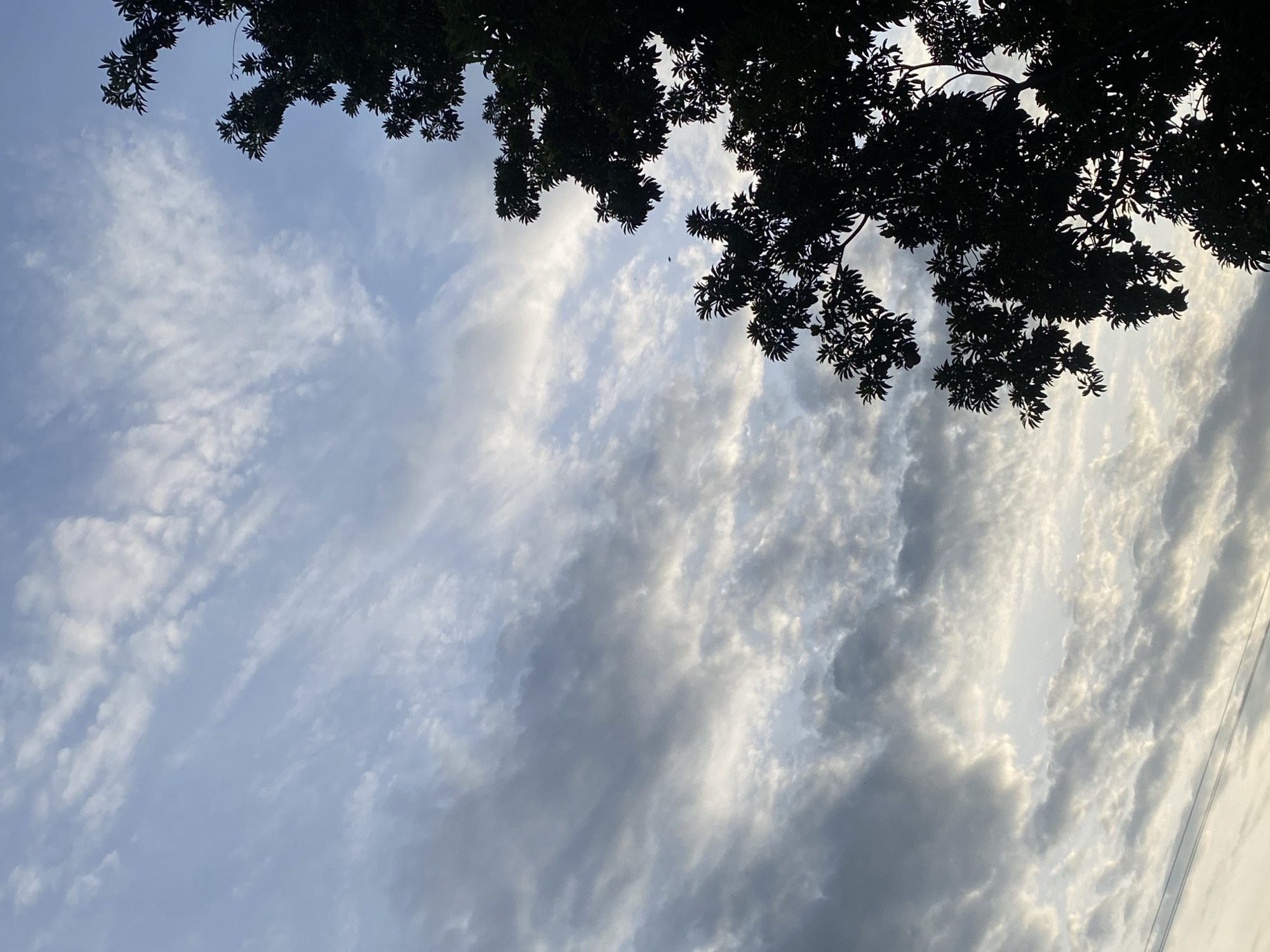 The image shows a view of the sky through tree branches. The leaves of the trees are silhouetted in the upper portion of the frame. The sky is filled with a mix of cirrus and cumulus clouds, creating a textured and somewhat dramatic sky. The sky appears to be in Tinaquillo, Venezuela. There are no people visible in the image.