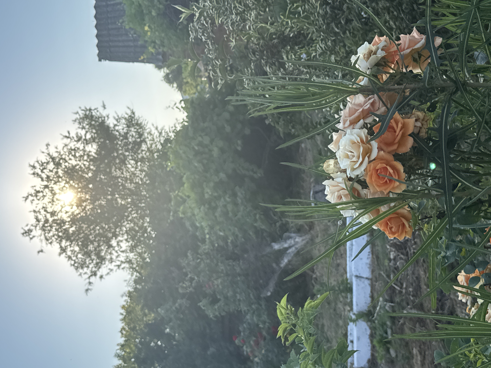 A cluster of pale orange and cream roses blooms in the foreground of an outdoor scene. The roses are interspersed with long, thin green leaves. In the background, a hazy, out-of-focus view reveals more greenery and trees. The sun is visible, shining through the branches of a tree in the upper left quadrant of the image, suggesting it is either sunrise or sunset. The light creates a lens flare effect across the image. In the far upper left corner, a portion of a tiled roof is visible, hinting at a structure nearby. The overall mood is serene and natural. There is no visible text in the image.