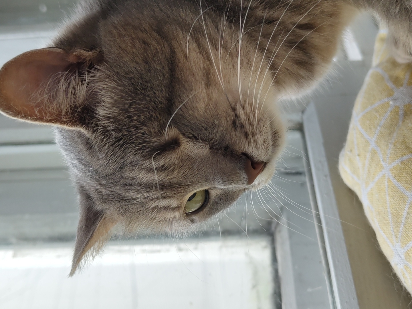 A close-up, eye-level, indoor shot shows the head and shoulder of a gray tabby cat as it looks out a window. The cat's fur is striped and its eyes are green. The cat's ears are perked up, and its nose is pink. The window is white-framed and appears to be a sliding glass door. A yellow and white patterned fabric is visible in the lower right corner of the frame. The lighting is natural, coming from the window. The background is out of focus.
